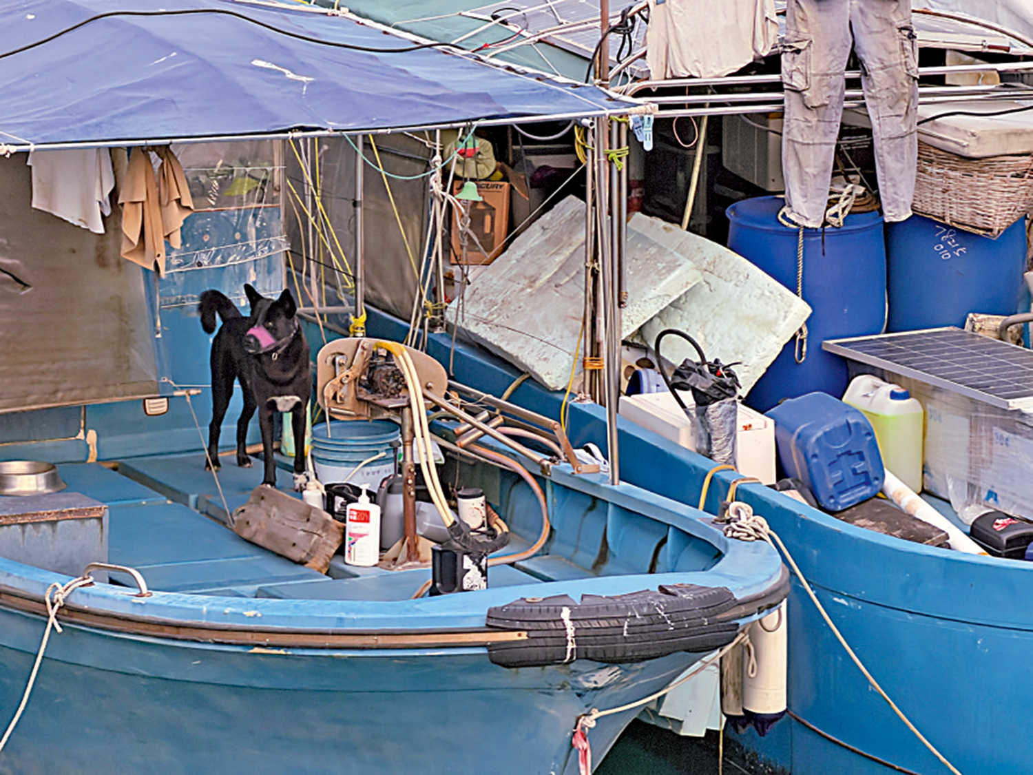 　　圖：不少漁民在漁船上飼養狗隻。\大公報記者鄭雷攝