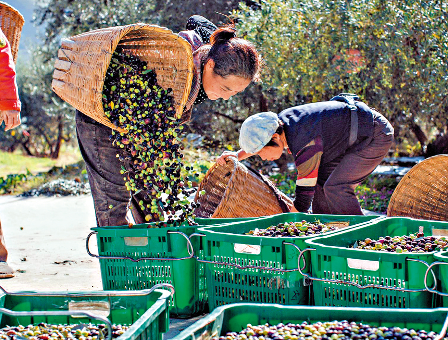 　　圖：甘肅隴南的種植戶正在採摘油橄欖。