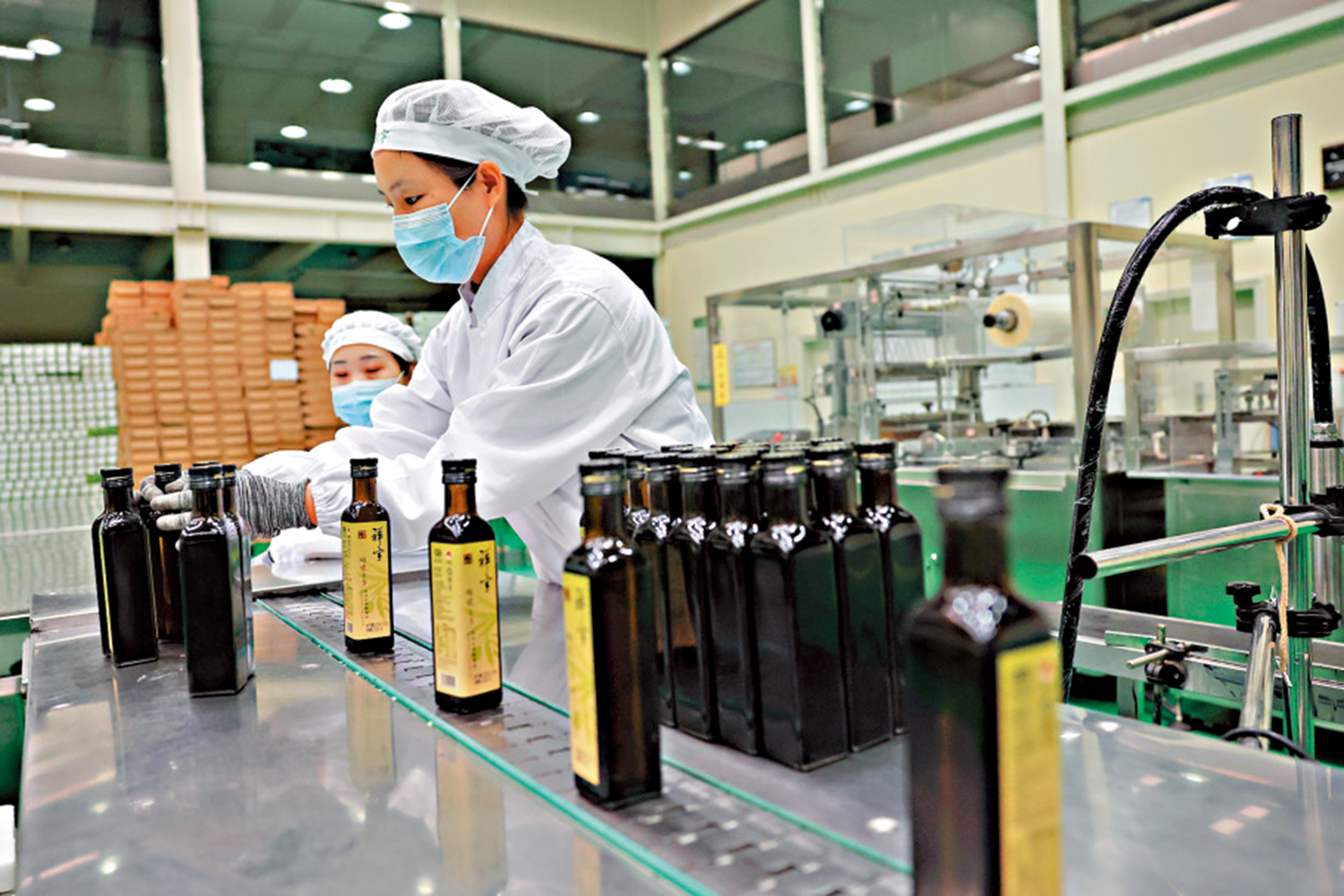 　　圖：隴南一家橄欖油加工企業，工作人員正在流水線上作業。\新華社