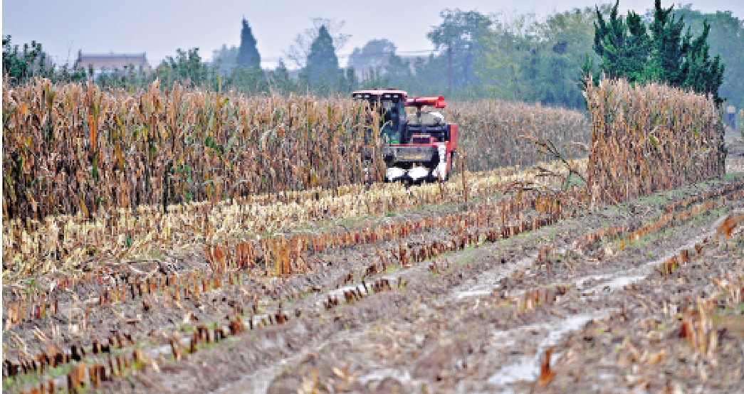 　　圖：為應對連續陰雨天氣，陝西的農民利用履帶式收割機搶收玉米，提升作業效率。\新華社