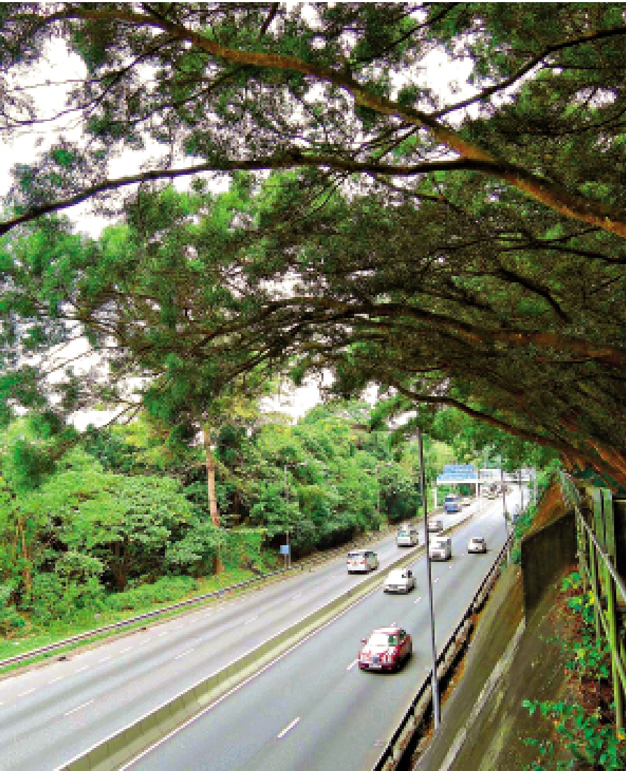 　　圖：研究團隊建議，缺水地區的規劃者應優先選擇耐旱樹種。