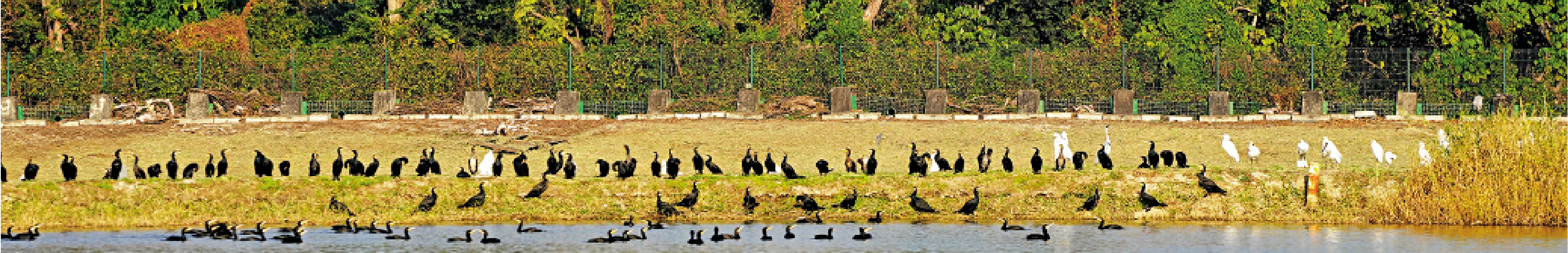 　　圖：不同鳥類在濕地生活，包括鸕鶿（黑色）和蒼鷺（灰白色）。