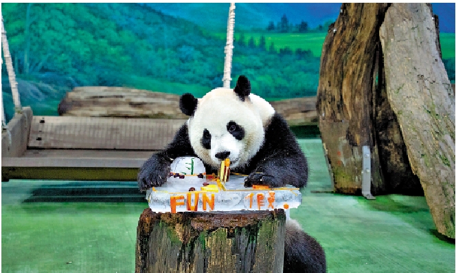 　　圖：大陸動畫電影《團圓令》以大陸贈台大熊貓為故事原型。圖為大陸贈台大熊貓誕下的大熊貓「圓寶」。\資料圖片