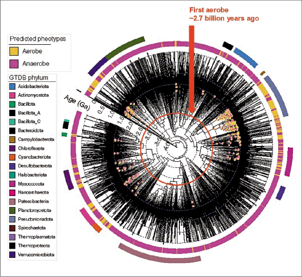 　　圖：圖示為細菌氧氣呼吸的演化時間線，當中圓形演化樹展示不同細菌類群首次出現的時間及呼吸能力。時間以十億年為單位（Ga），從圓心代表的遠古時期至現代，分支點上的餅圖表示推斷出的好氧菌系存在情況。