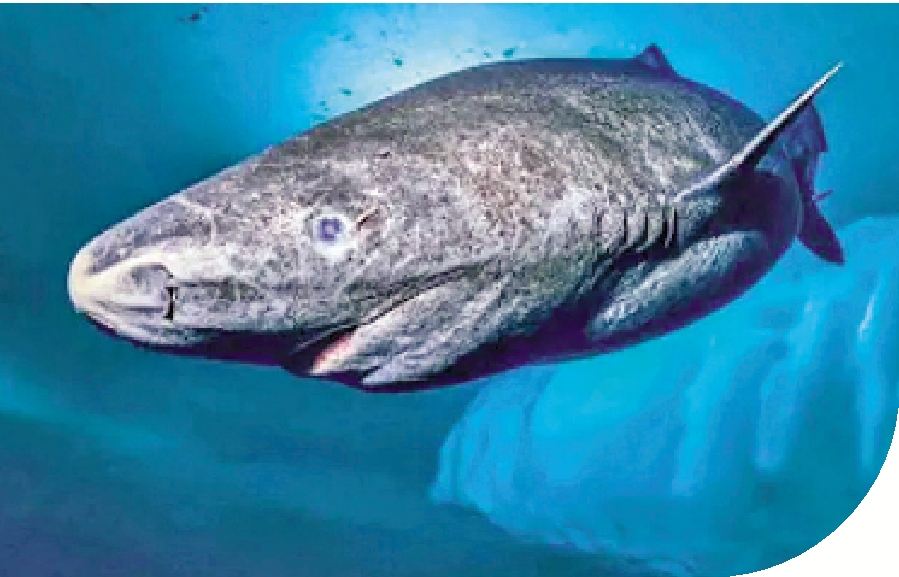 　　圖：格陵蘭睡鯊是已知最長壽的脊椎動物之一。