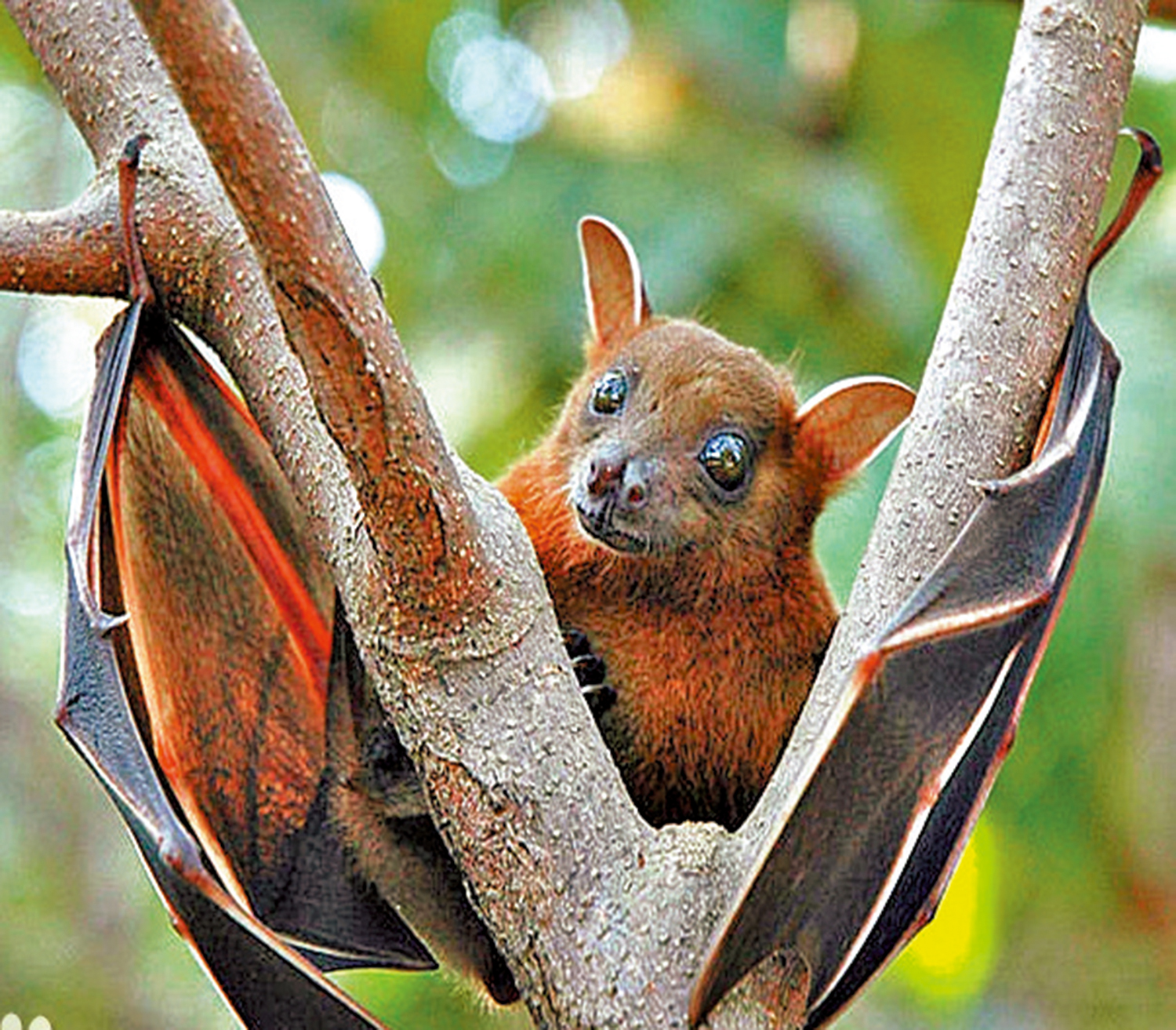 　　圖：果蝠是尼帕病毒的天然宿主。\網上圖片