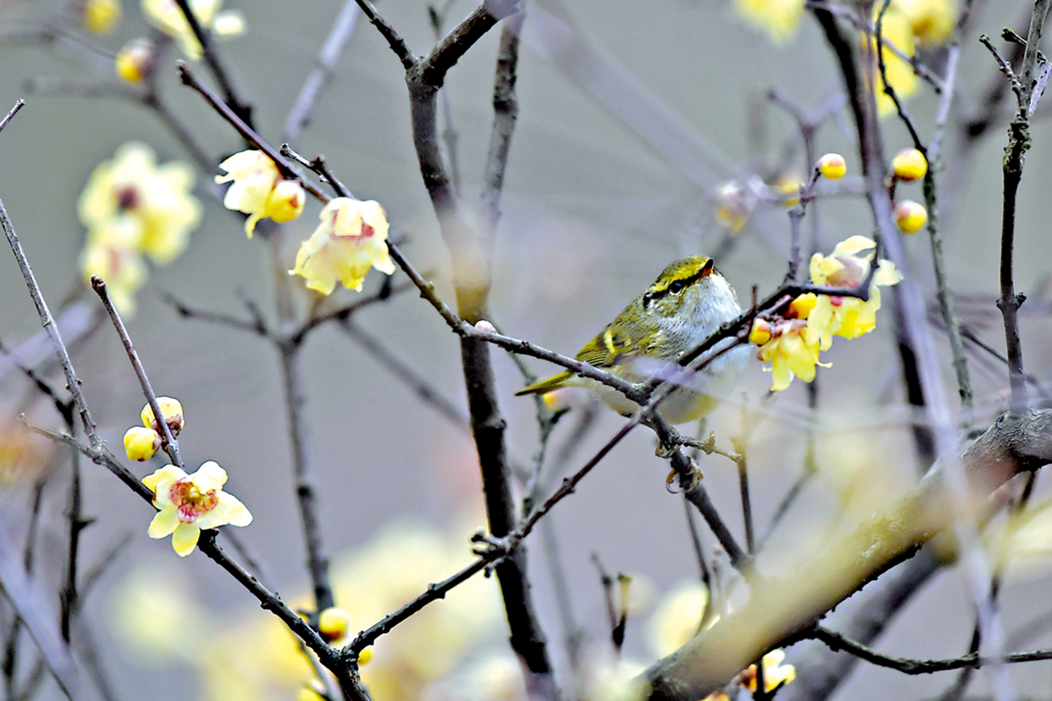 　　圖：在貴州省仁懷市，小鳥在臘梅枝頭停歇。\新華社