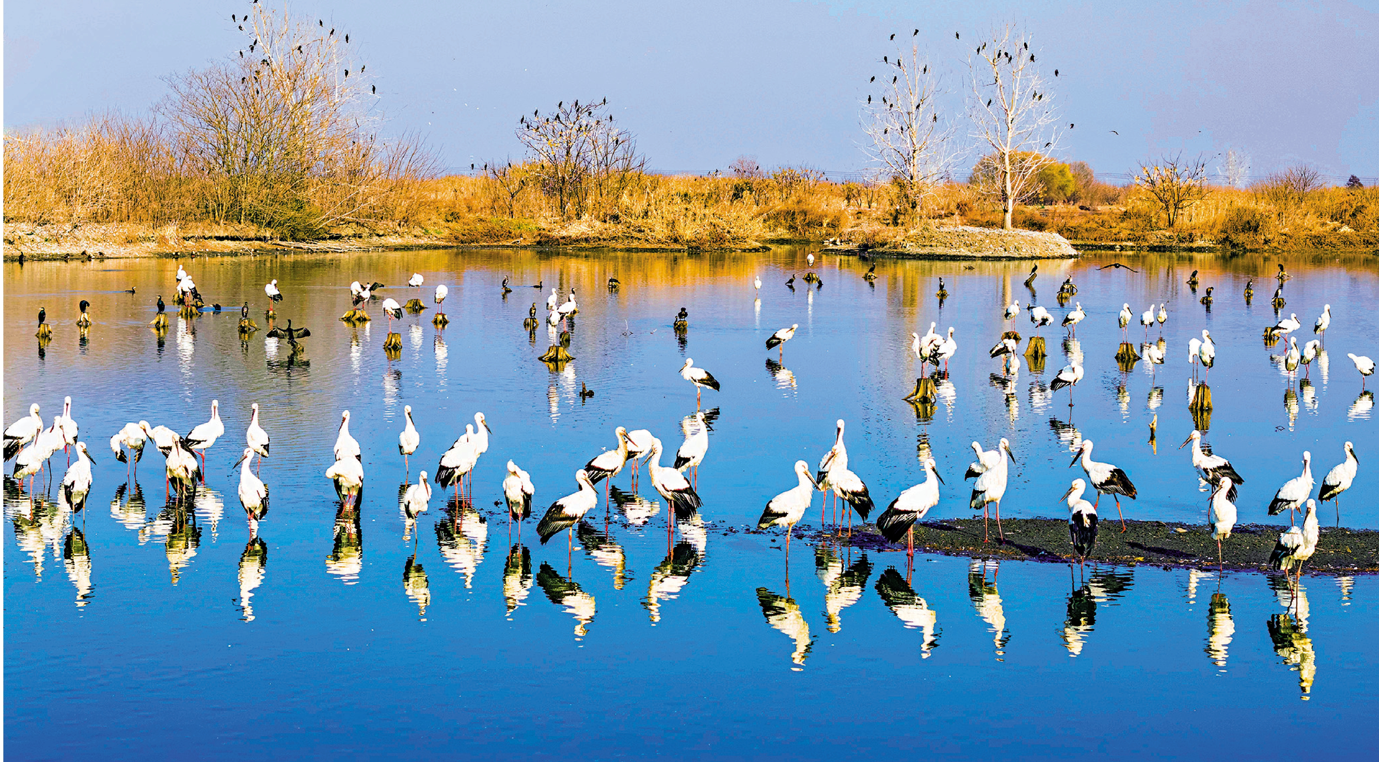 　　圖：中國建立並不斷完善濕地分級管理體系，設立國家濕地公園903處，約90%向公眾免費開放。圖為鳥兒在江蘇興化里下河國家濕地公園內棲息、覓食。\新華社