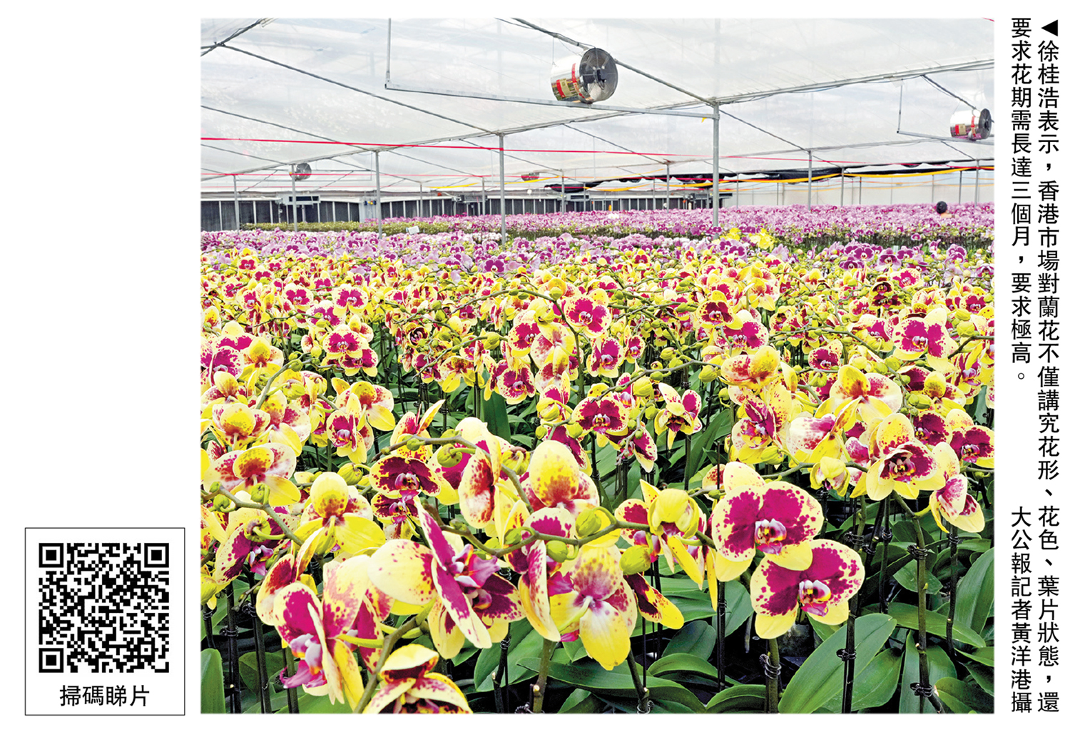 　　圖：徐桂浩表示，香港市場對蘭花不僅講究花形、花色、葉片狀態，還要求花期需長達三個月，要求極高。\大公報記者黃洋港攝
