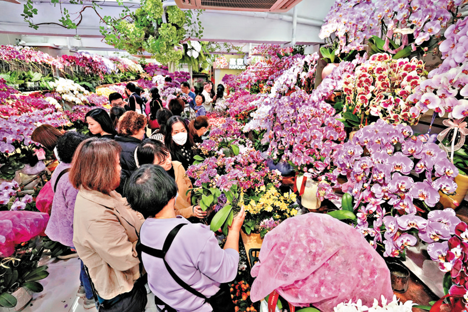 　　圖：距農曆新年尚有一周左右時間，大批市民已到旺角花墟選購過年年花。\大公報記者麥潤田攝