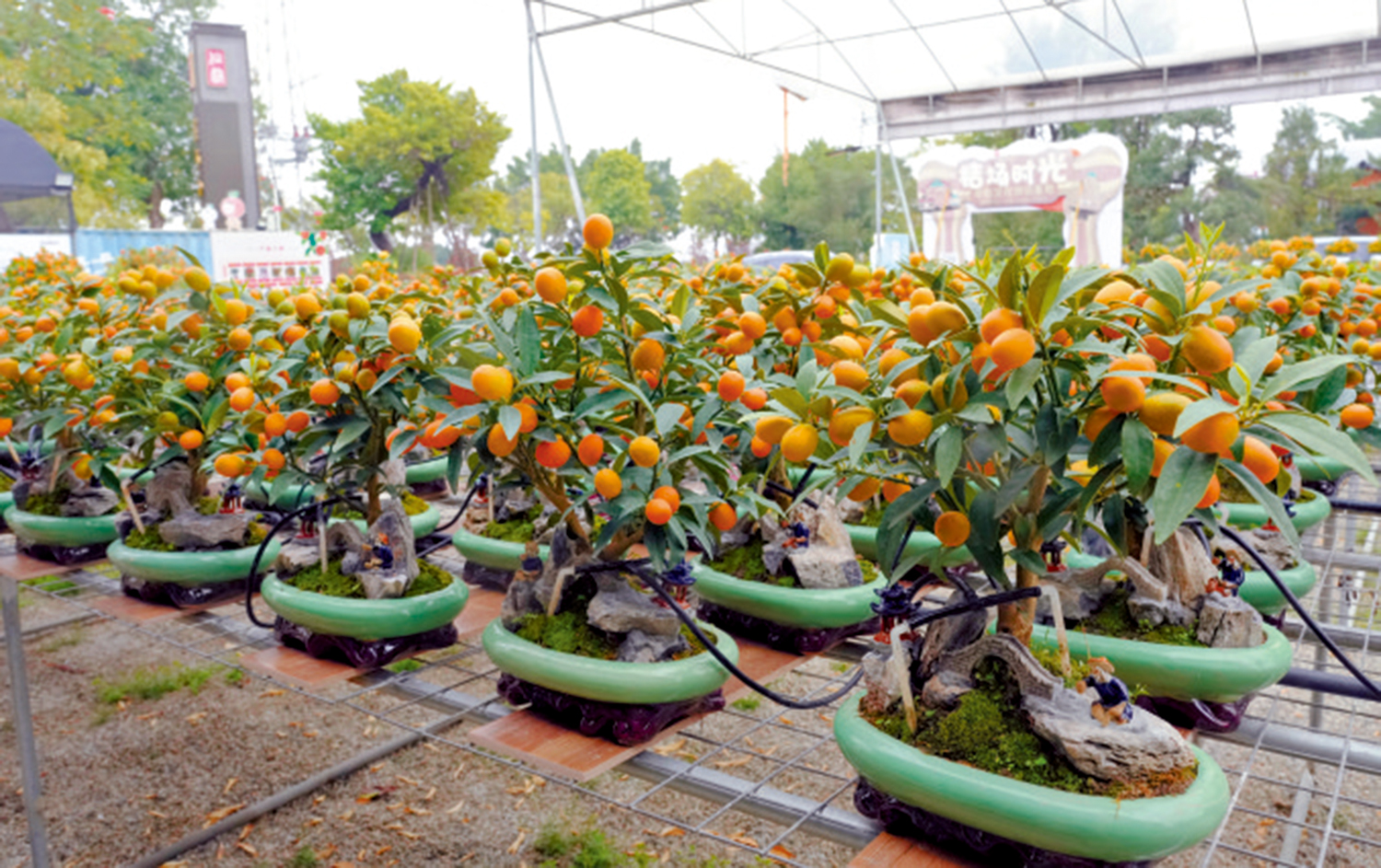 　　圖：陳村不少農戶製作盆景。