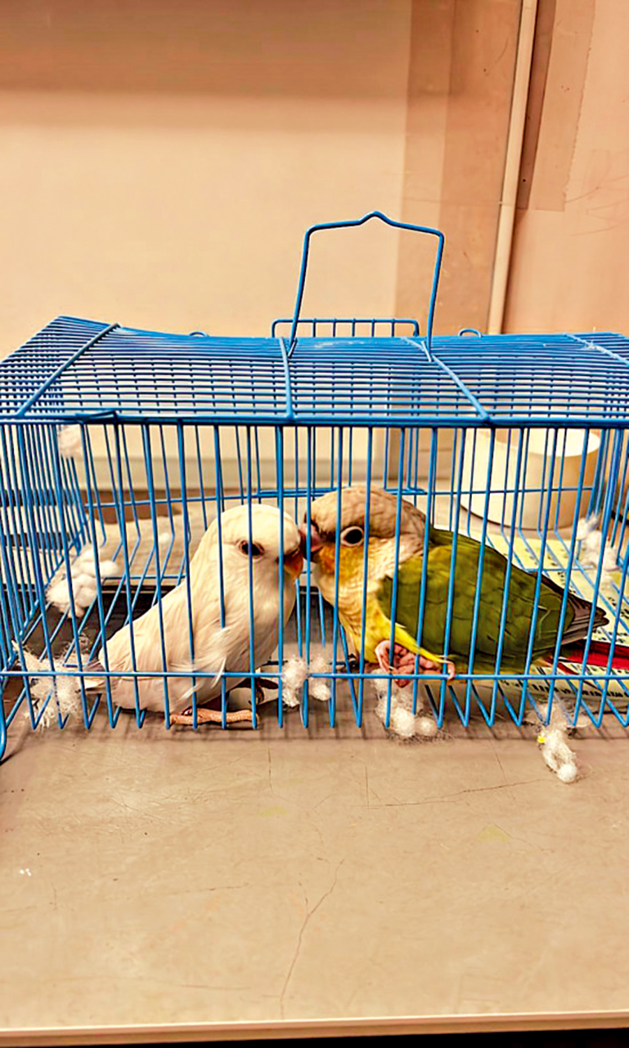 　　圖：海關前日在深圳灣檢獲兩隻瀕危物種活雀鳥。