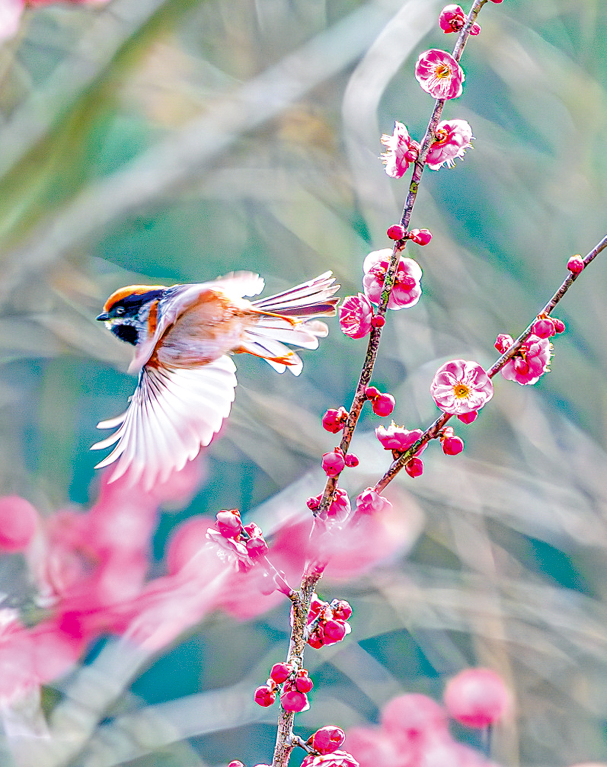 　　圖：在重慶市南川區大觀鎮，小鳥在綻放的梅花間飛舞。