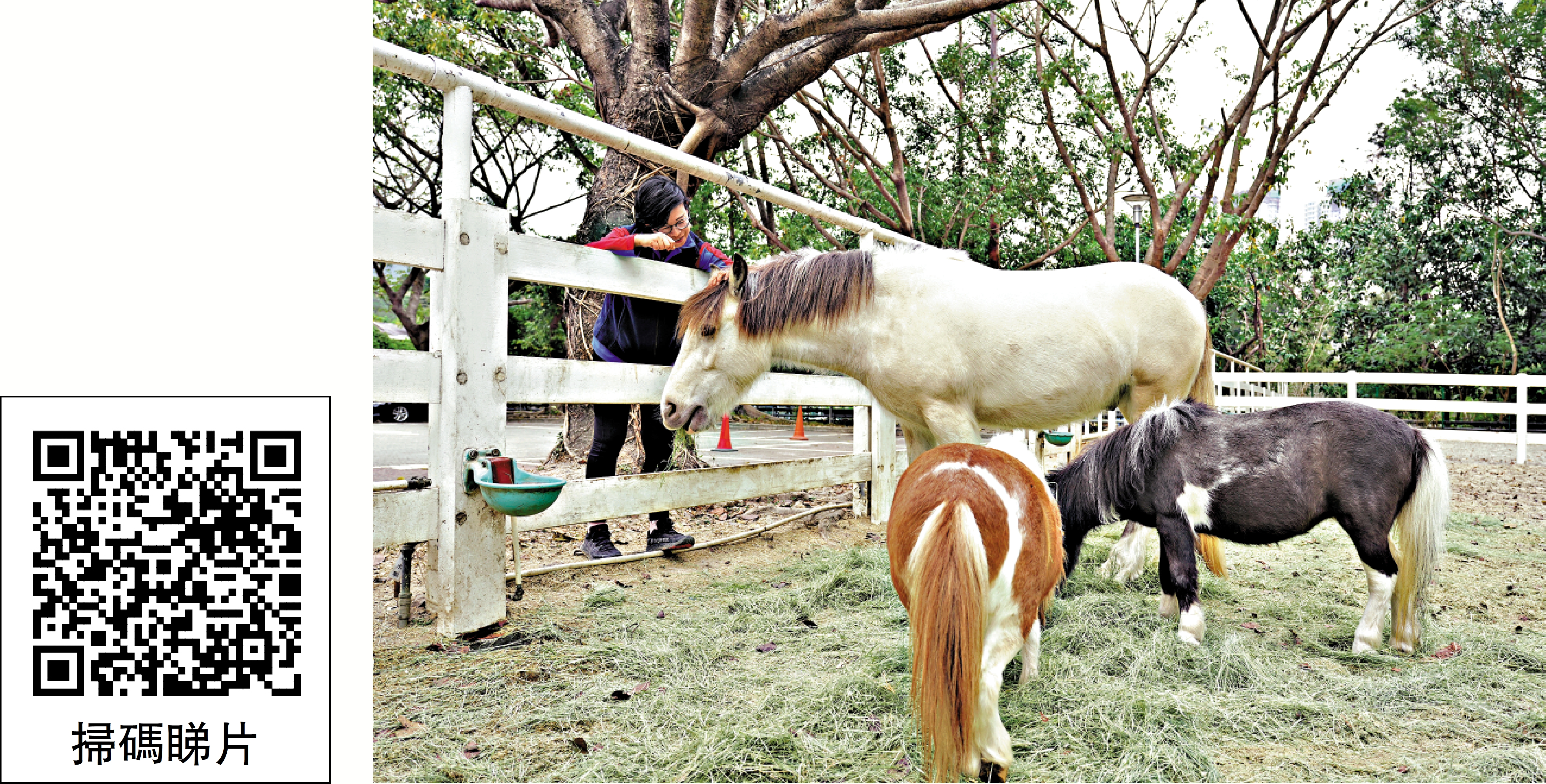　　圖：協會引進的小馬須符合多個條件，包括體型健碩、性子沉靜，並且要學會配合傷健人士的節奏，十分嚴格。