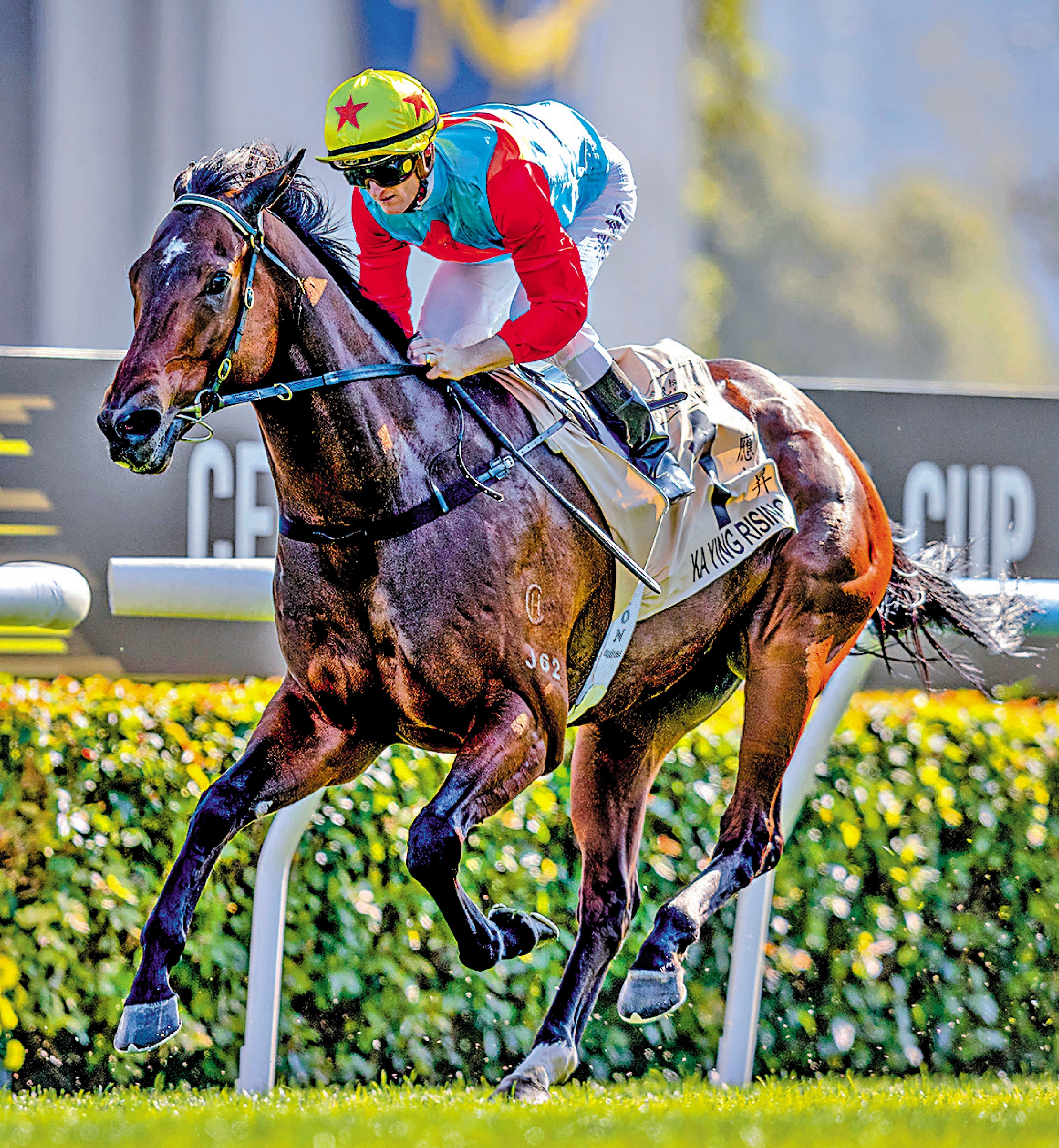 　　圖：「嘉應高昇」年初六將出戰一級賽女皇銀禧紀念盃。
