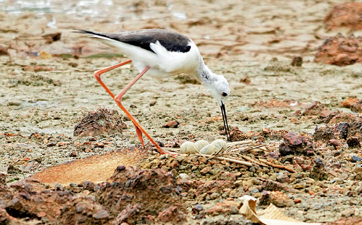 　　圖：越來越多的黑翅長腳鷸在塱原築巢。