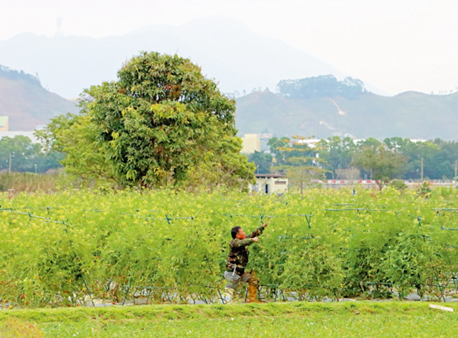 　　圖：生態公園保留農地，原有農戶在此進行有機耕種。