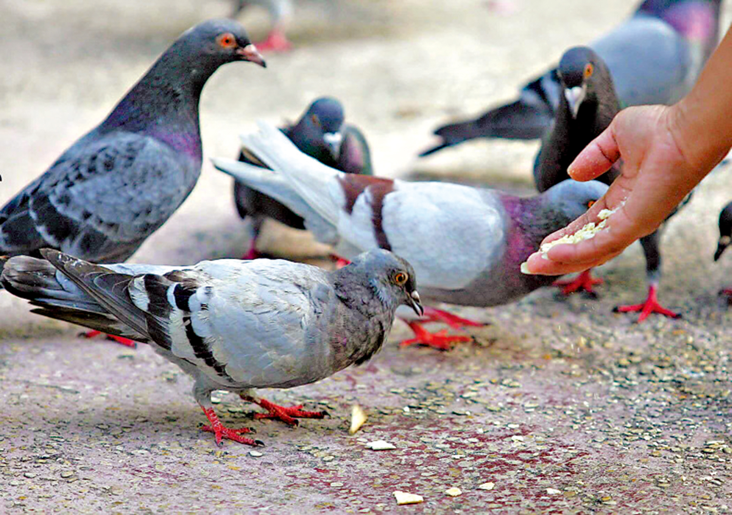 　　圖：漁護署研究運用機械人巡邏非法餵鴿黑點，增加阻嚇力。