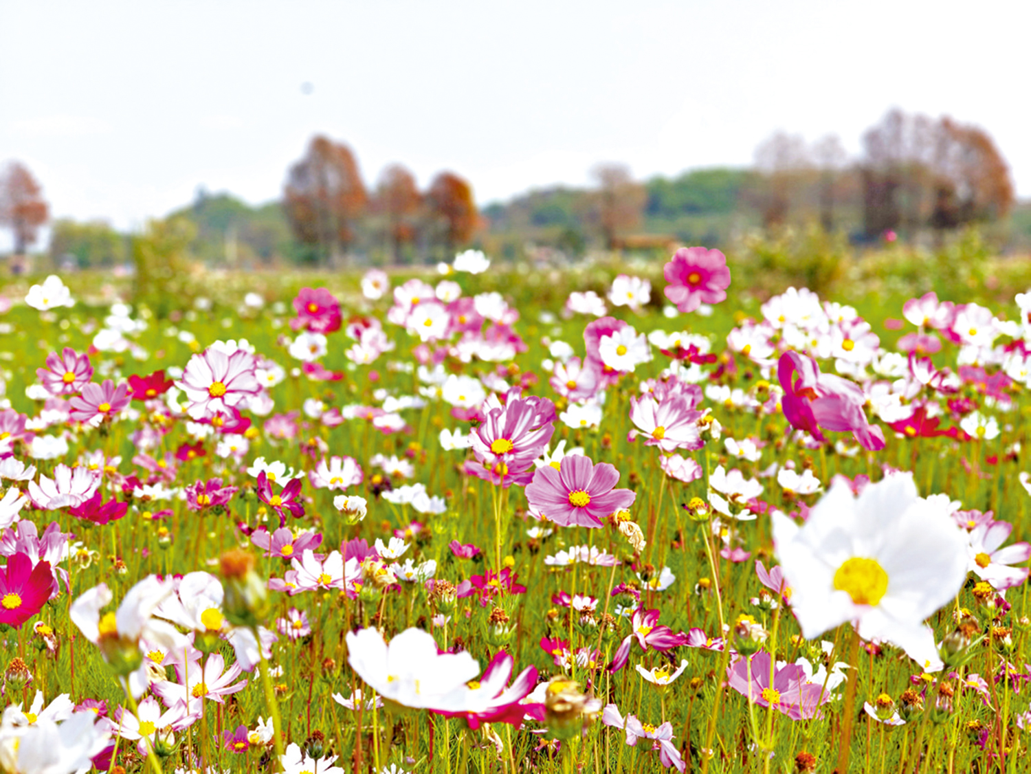 　　圖：春日的格桑花。\作者供圖
