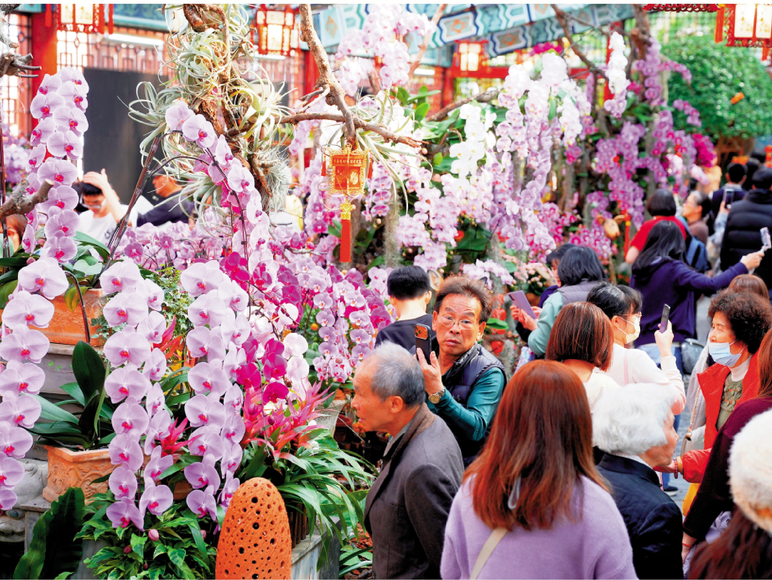 　　圖：台灣業者憂慮蝴蝶蘭關稅陡升會影響銷情。\資料圖片
