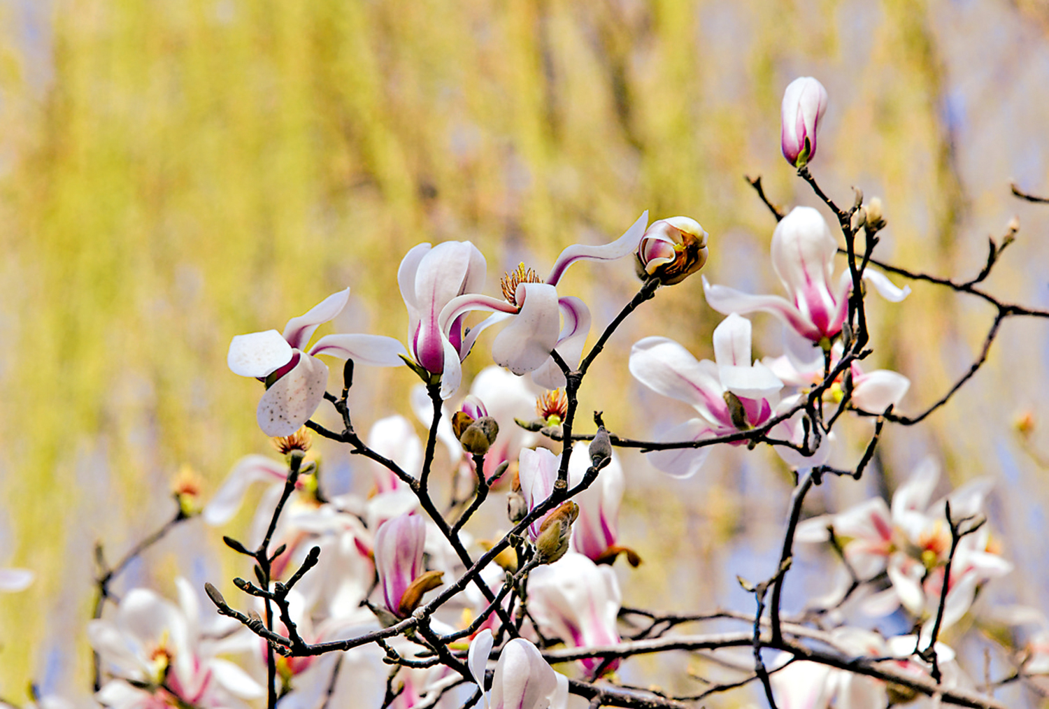 　　圖：近日，山東濟南天下第一泉風景區玉蘭花盛開。\新華社