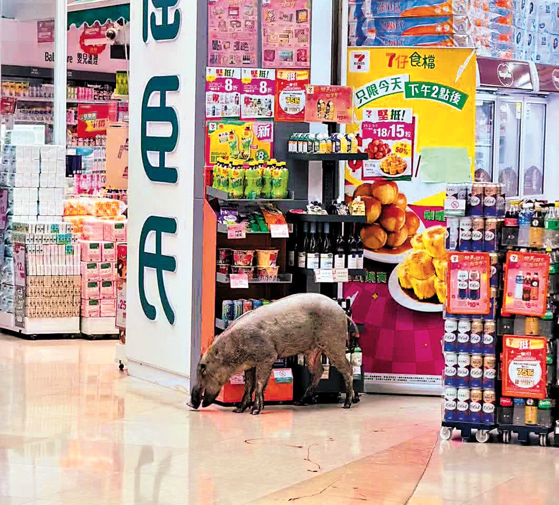 　　圖：野豬在商場徘徊。