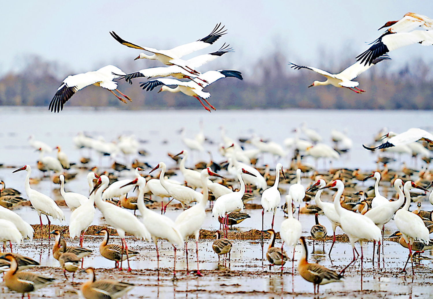 　　圖：初春時節，上千隻白鶴齊聚江西省上饒市餘干縣白鶴洲棲息覓食。\新華社