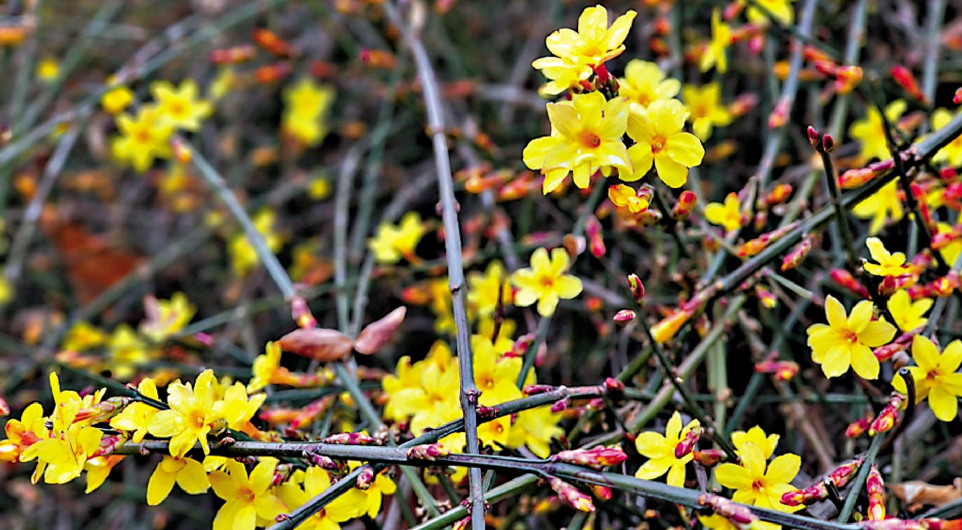 　　圖：京城早春的迎春花。\作者供圖