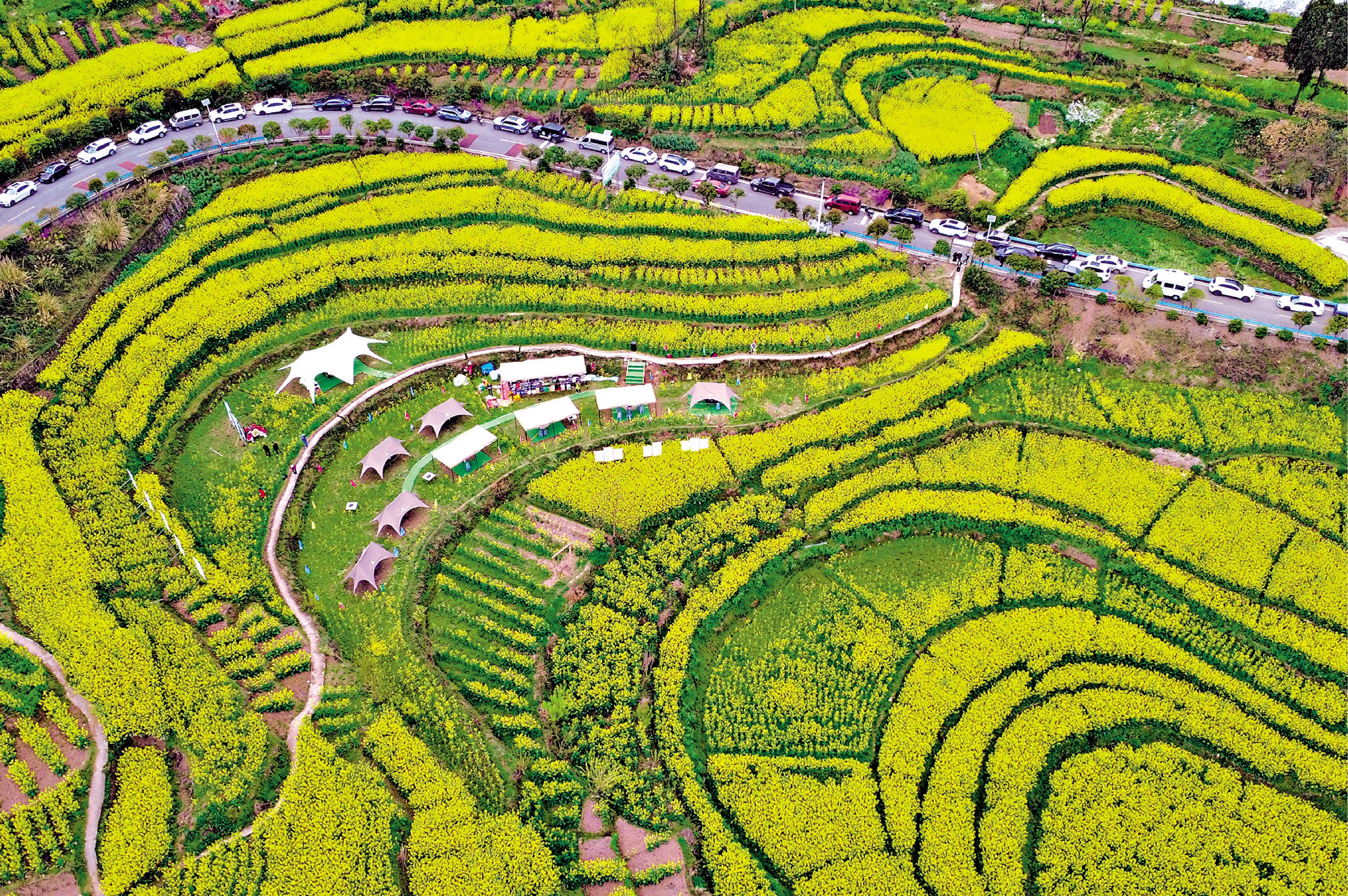 　　圖：重慶萬畝梯田油菜花盛開，山坡被「染」成金黃。/中新社