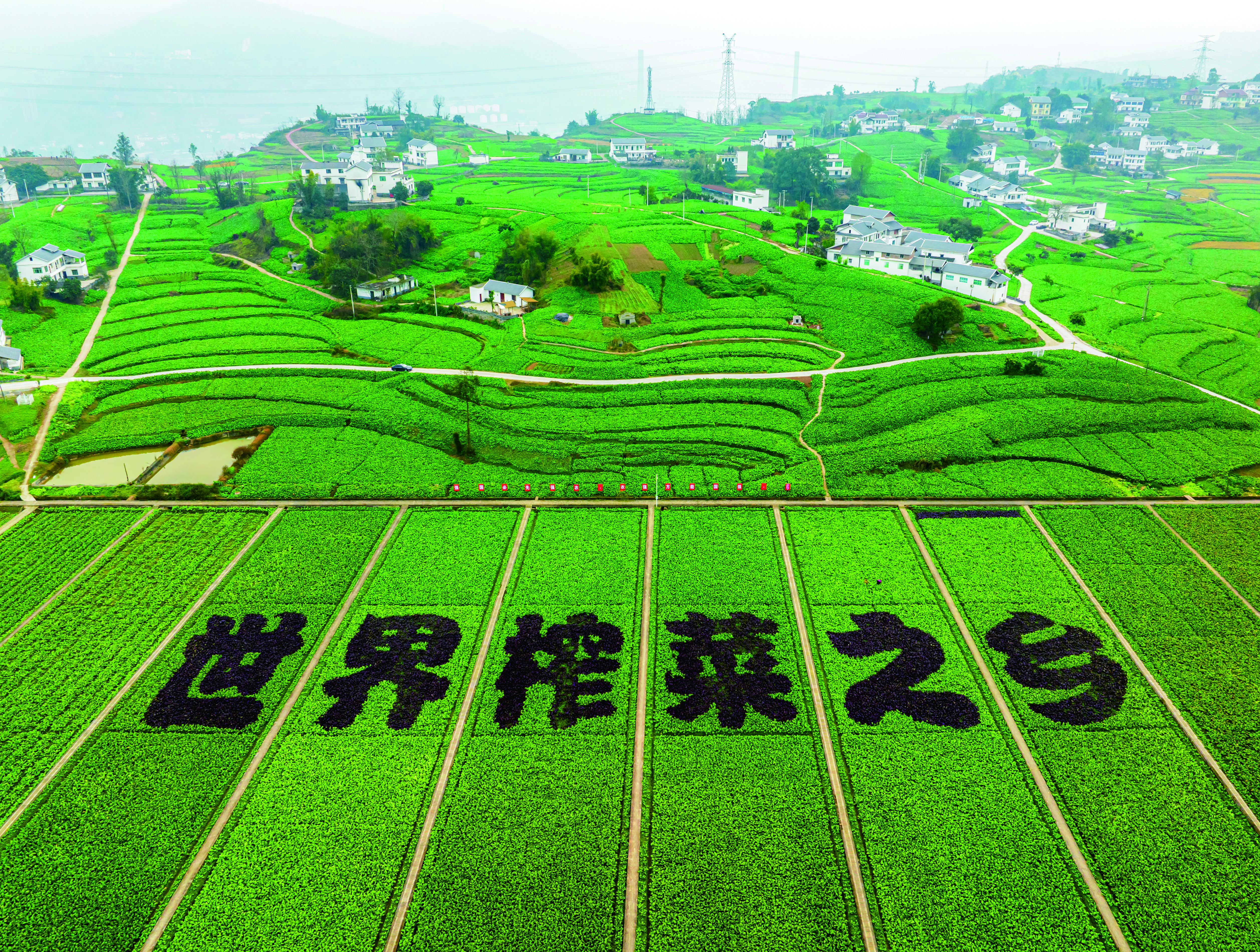 　　圖：榨菜之鄉大地景觀。