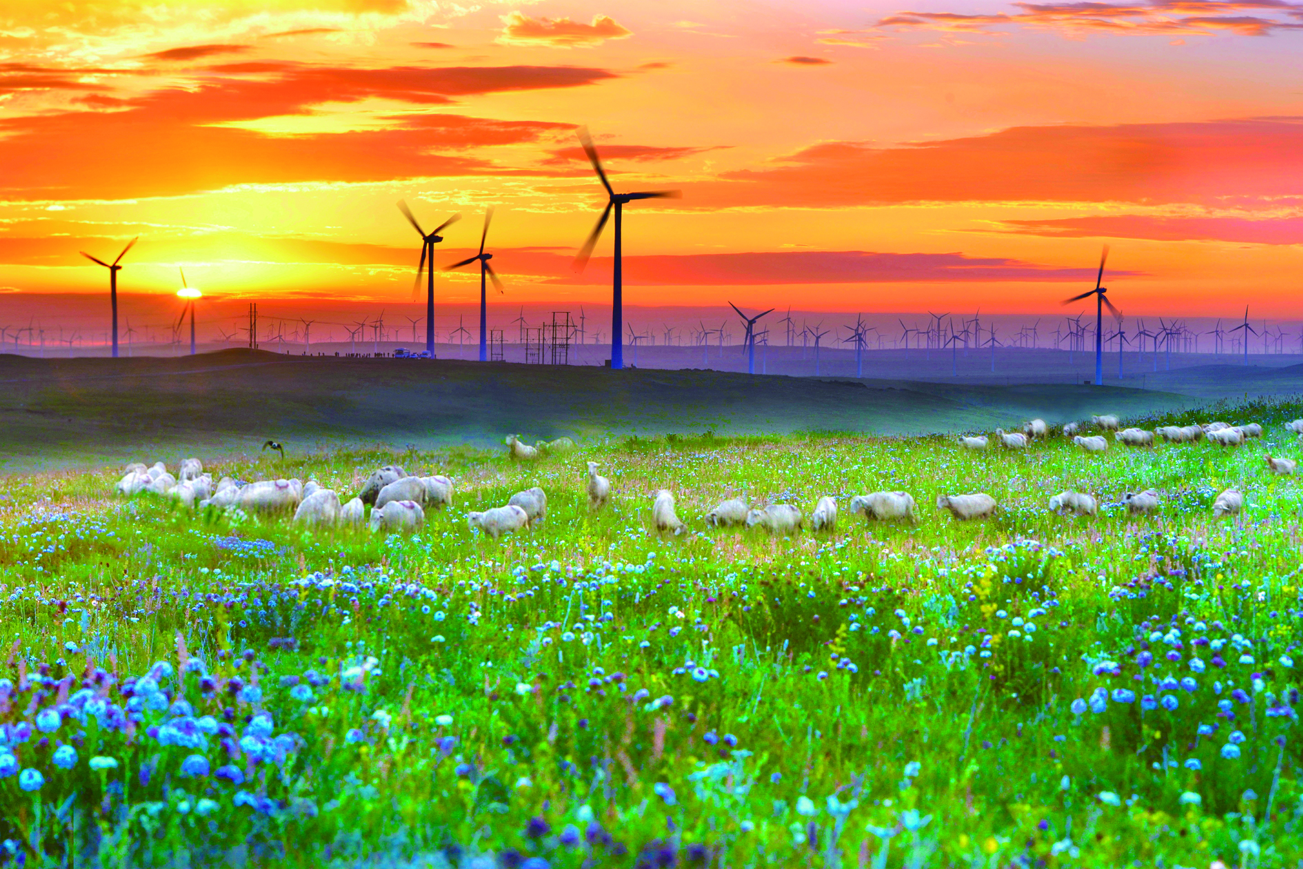 　　圖：羊群點綴下的夕陽草原。