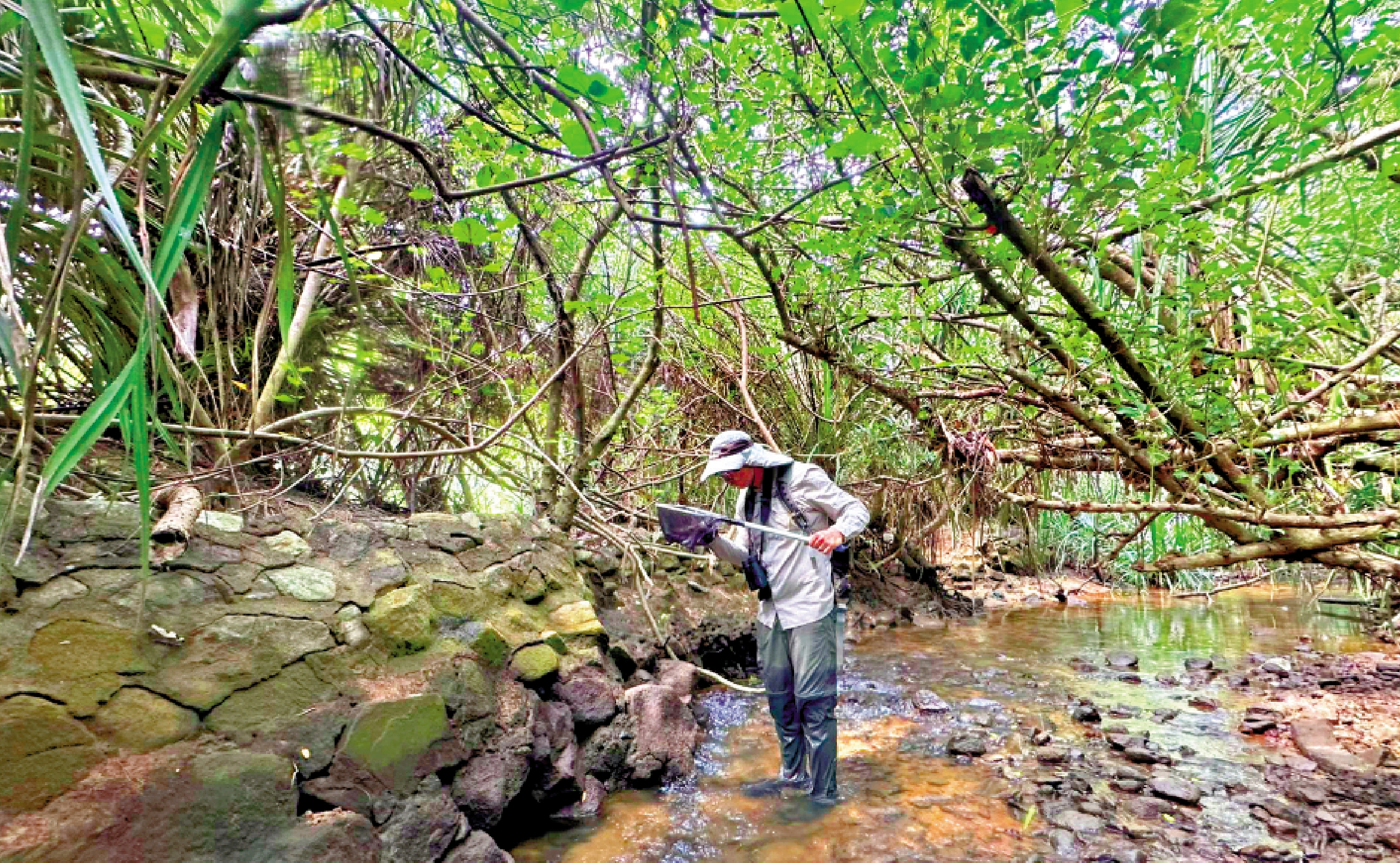 　　圖：水口的生態系統已顯著修復。