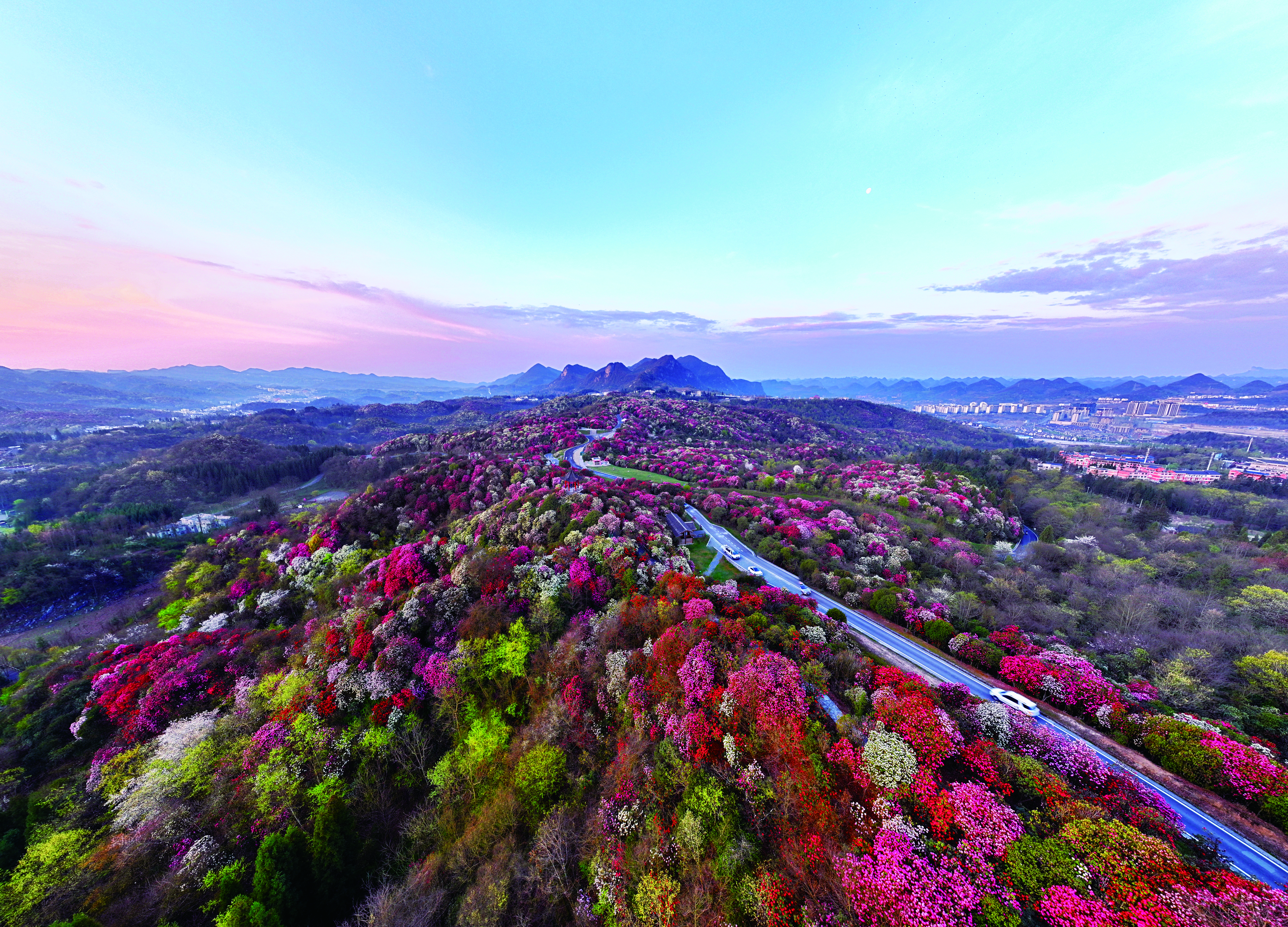 　　圖：地球彩帶·百里杜鵑景區。