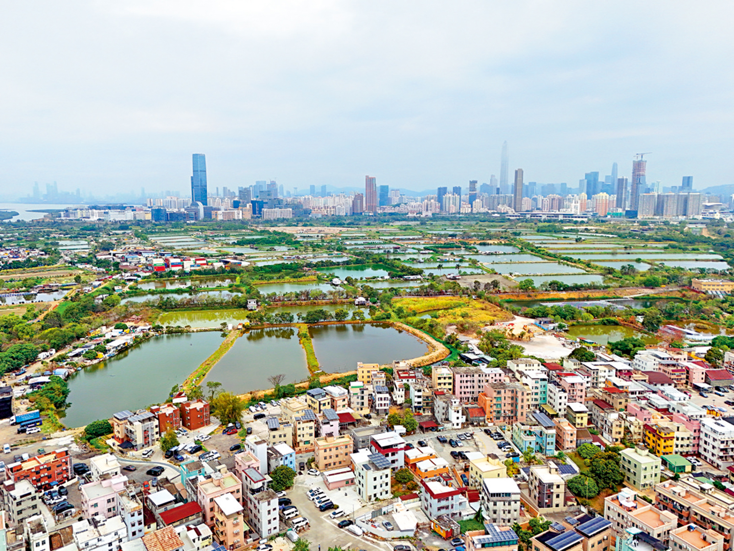 　　圖：土拓署將修復魚塘，提升濕地生態功能。\大公報記者遂初攝