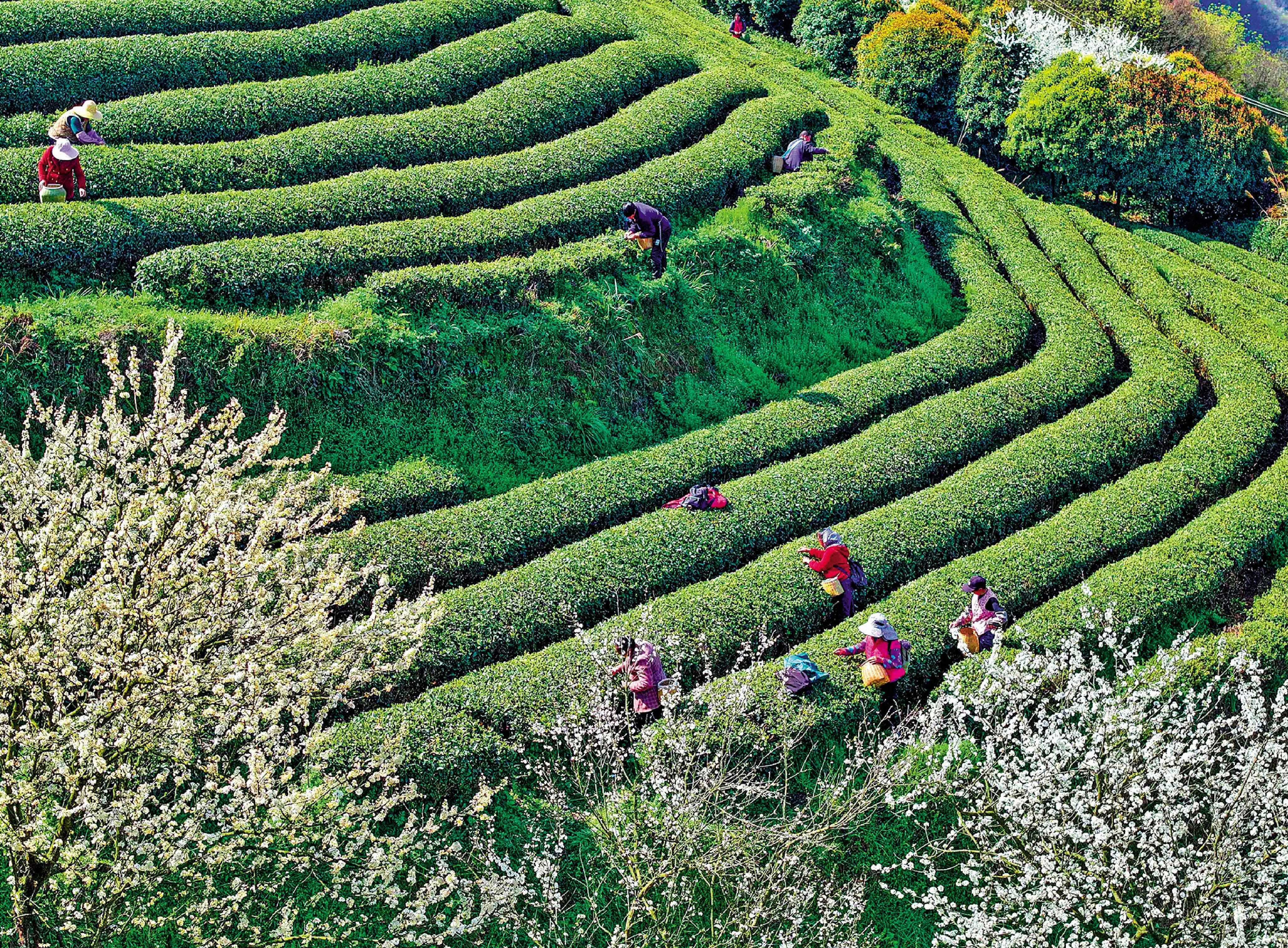　　圖：早春的茶山，被清風喚醒。\新華社