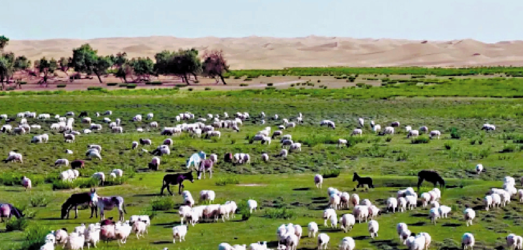　　圖：內地乳業巨企全面構建起「治沙─養土─飼餵─生產」的產業鏈閉環，讓黃色沙漠成為可以「種牛奶」的綠洲。