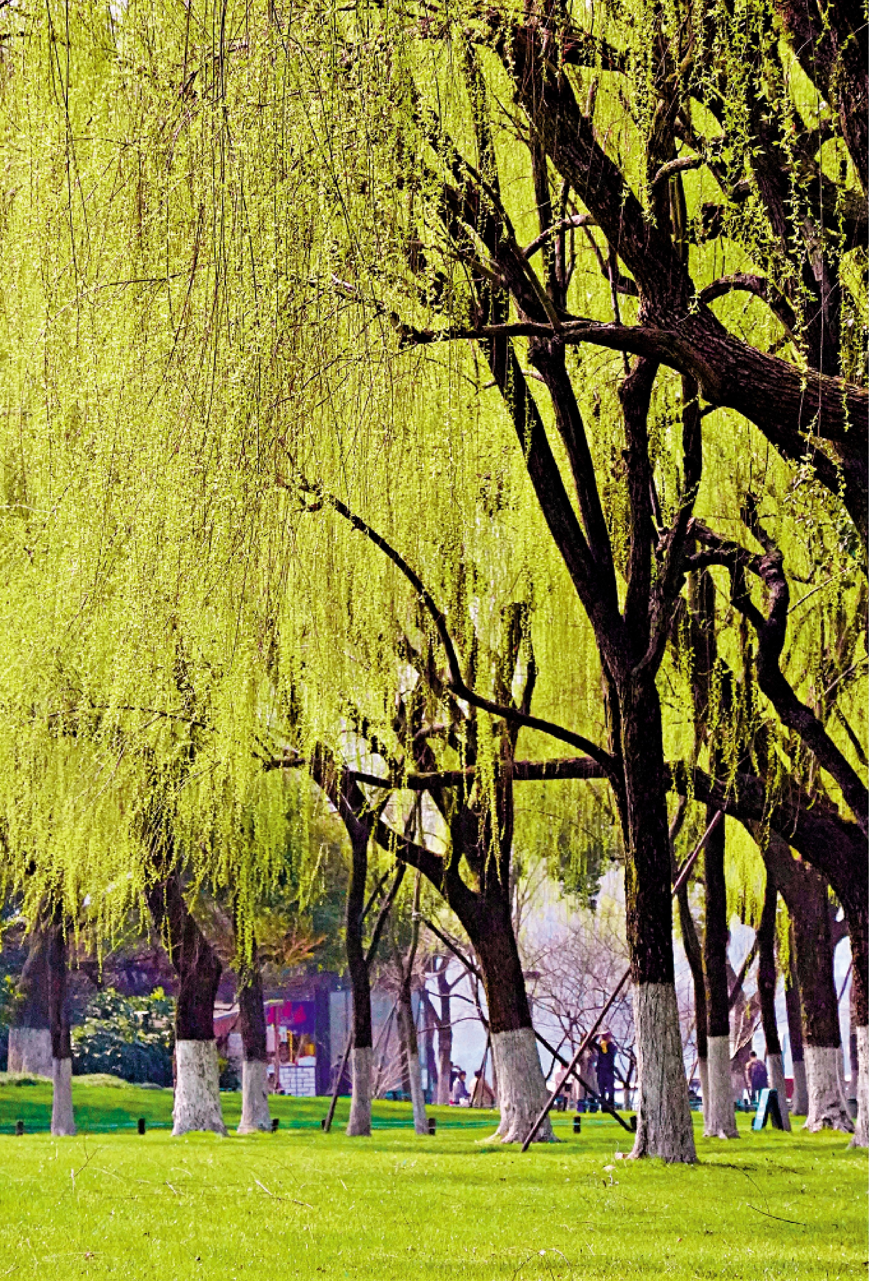 　　圖：近日，杭州西湖沿湖一帶柳樹抽出新芽，細長柳枝輕垂如絲。\中新社