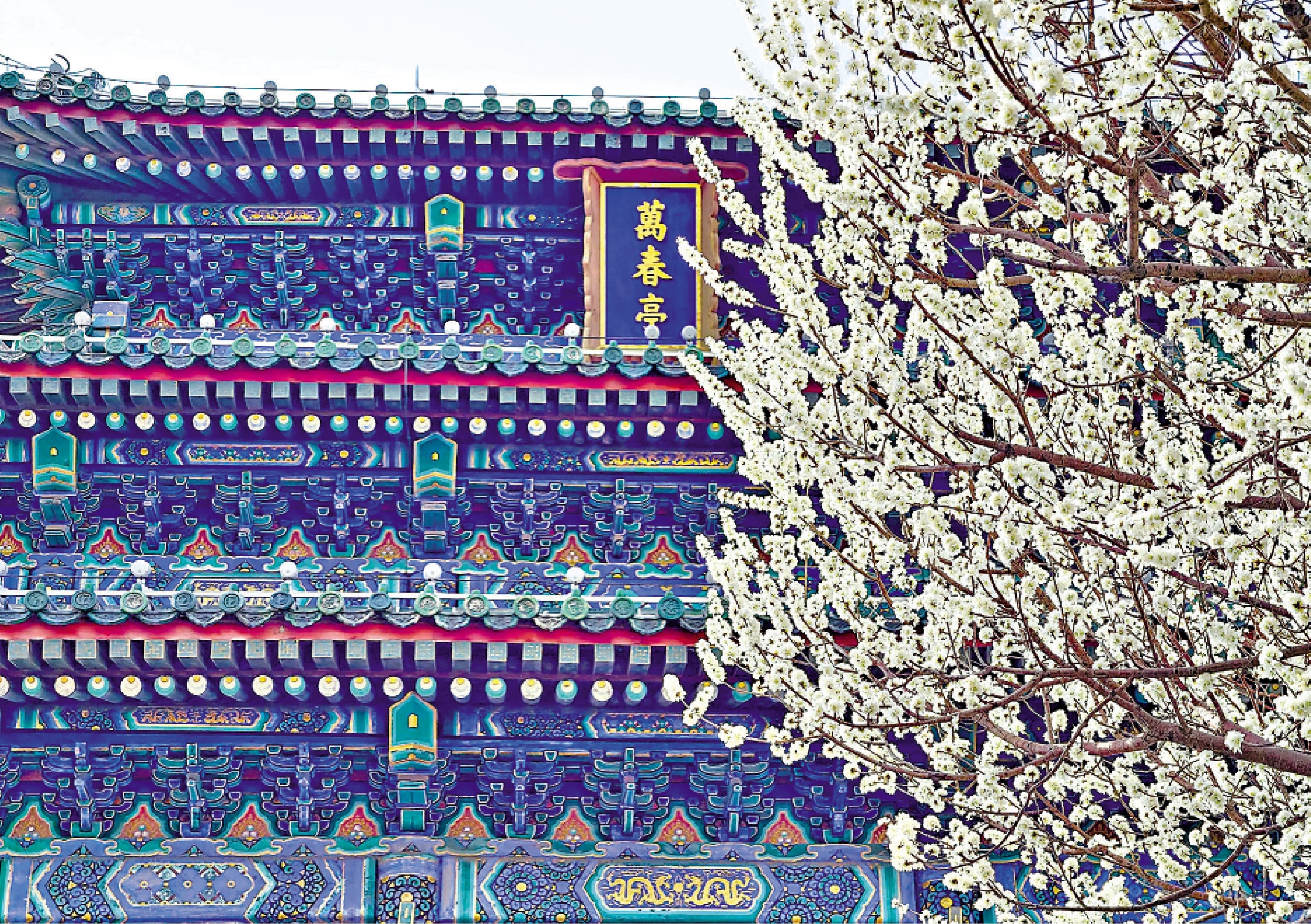 　　圖：近日，北京景山公園春花綻放，古建與繁花相映成趣。\新華社