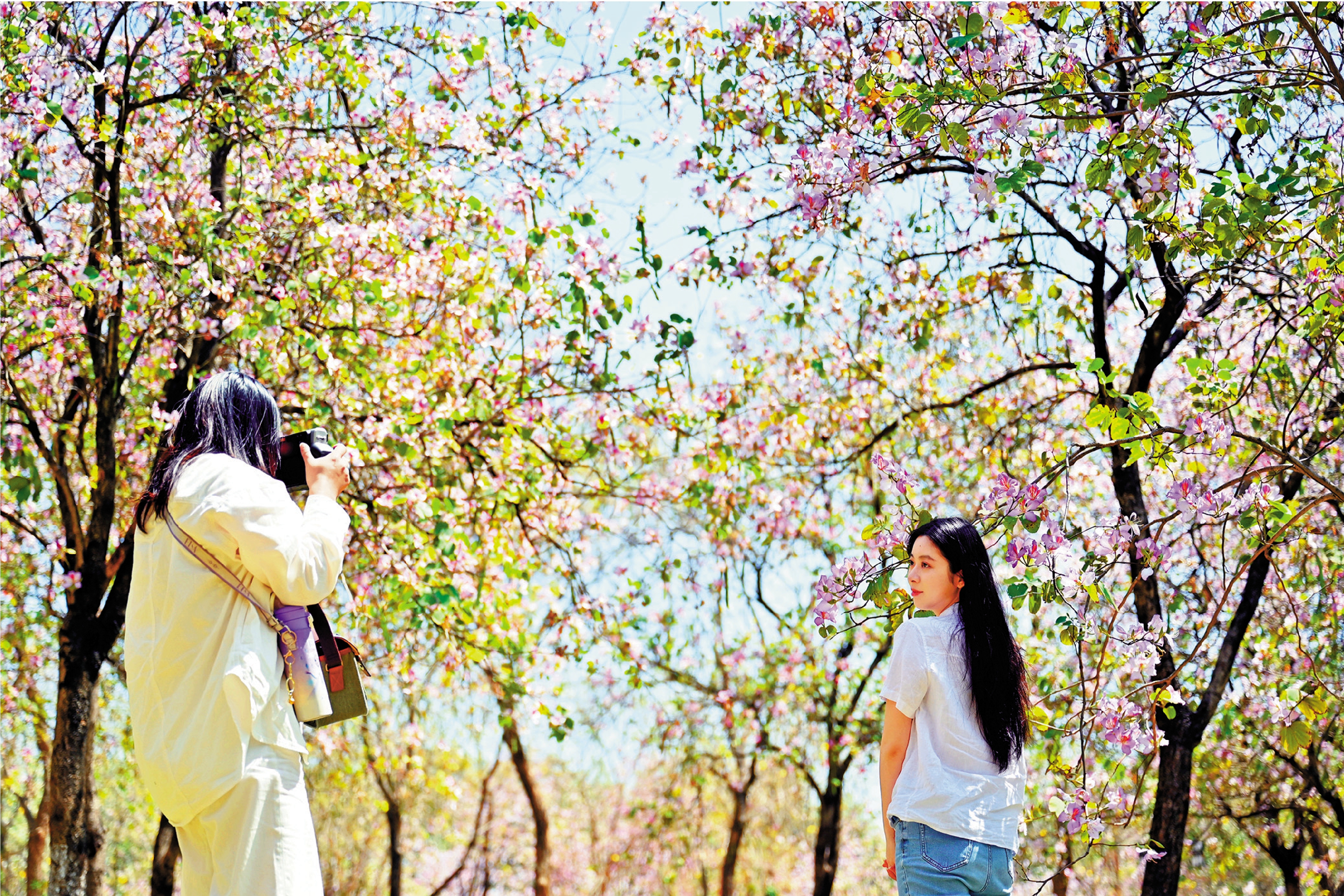 　　圖：3月14日，位於廣州市天河區的華南農業大學宮粉紫荊盛放，吸引遊人賞花拍照。\中新社