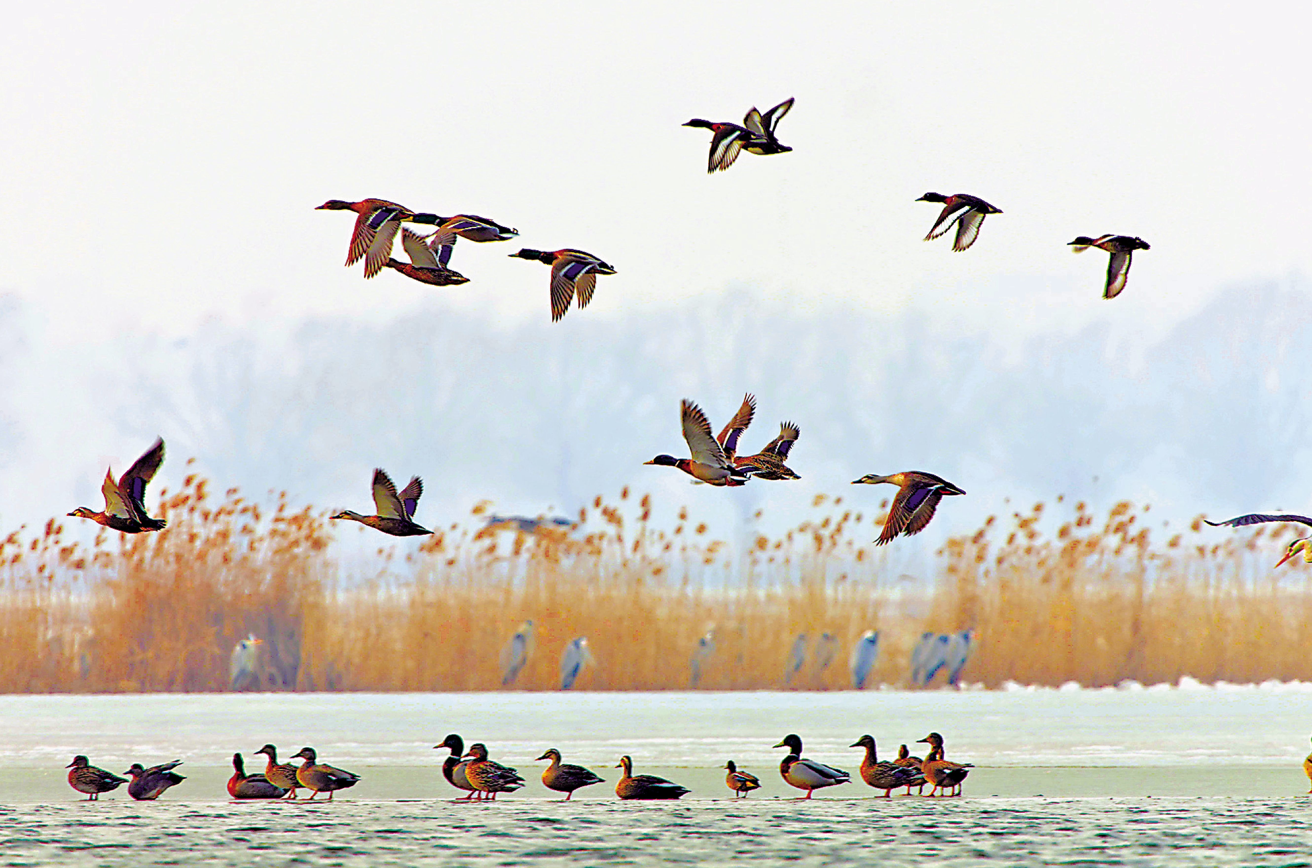 　　圖：三月十七日在黑龍江省齊齊哈爾市拍攝的野鴨群。\新華社