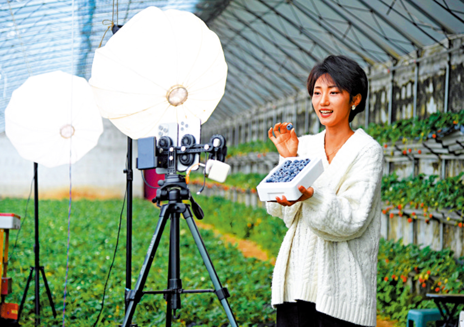 　　圖：近年來，直播行業發展迅速。圖為工作人員正在直播銷售藍莓。\新華社