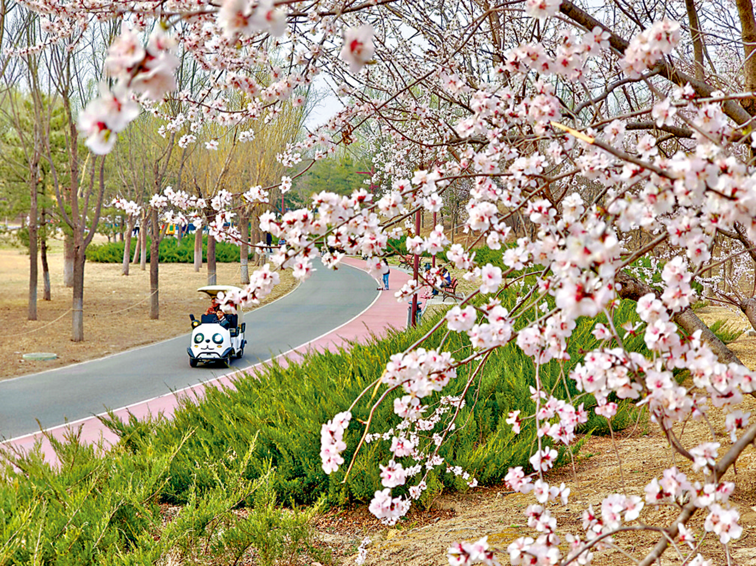 　　圖：北京春天的花樹。\作者供圖