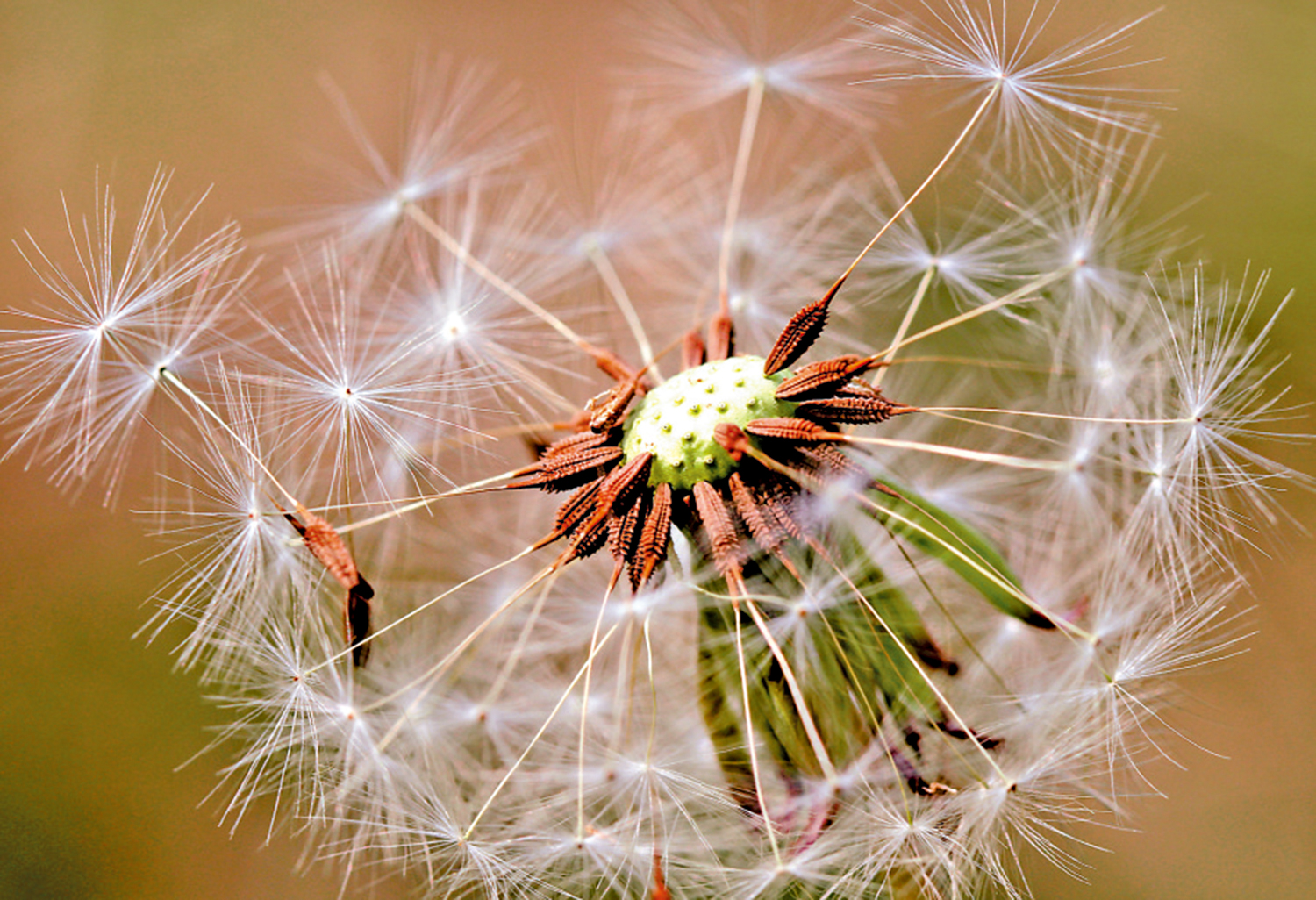 　　圖：成熟的蒲公英種子借風的力量離開「母體」，撐「傘」踏上生命之旅。\新華社