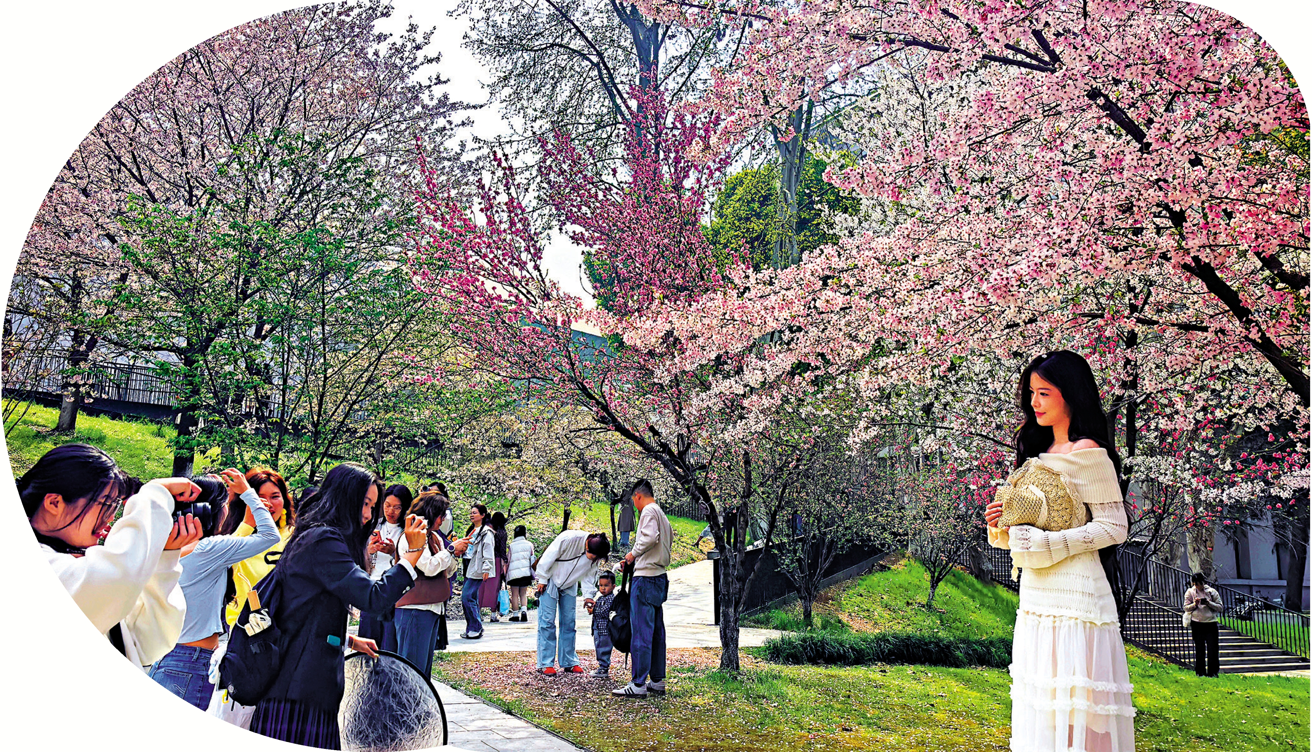 　　圖：3月以來，武漢櫻花不僅吸引了眾多國內遊客，國際遊客亦絡繹不絕。圖為眾多遊客在武漢賞櫻旅拍。\大公報記者張帥攝