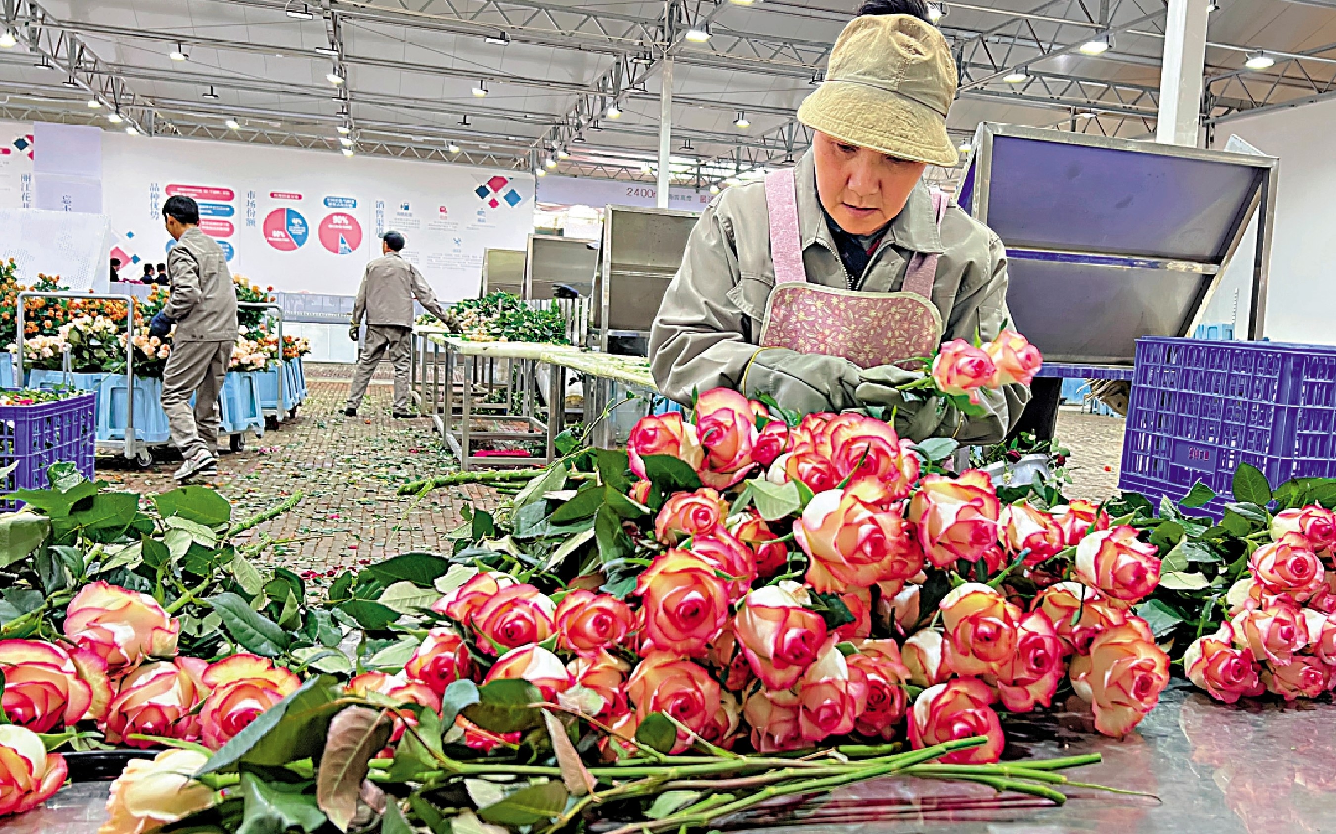 裝上「國產芯」 中國鮮花暢銷全球 - 內地 - 大公文匯網 2 Zm 43