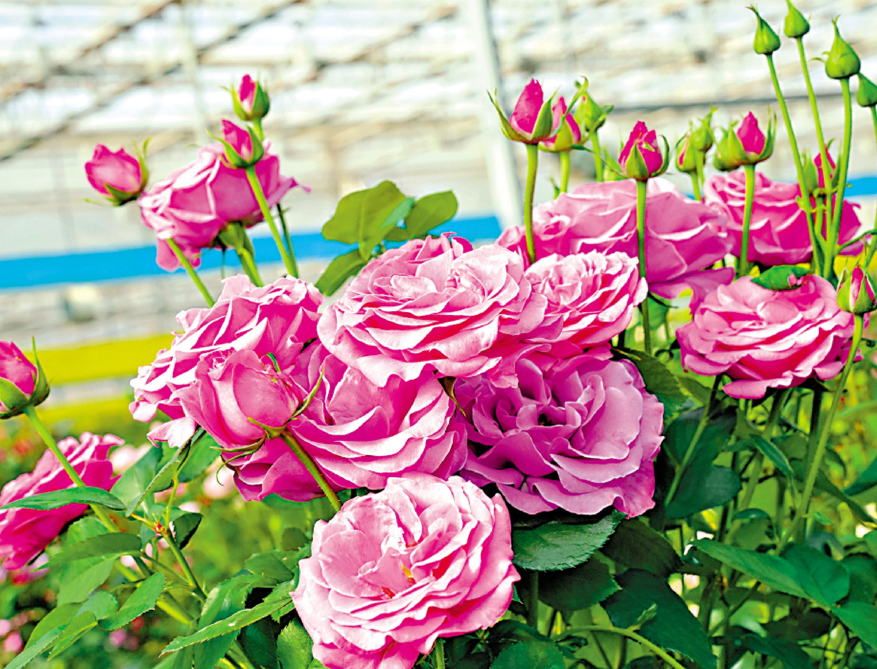 裝上「國產芯」 中國鮮花暢銷全球 - 內地 - 大公文匯網 3 Zm 44