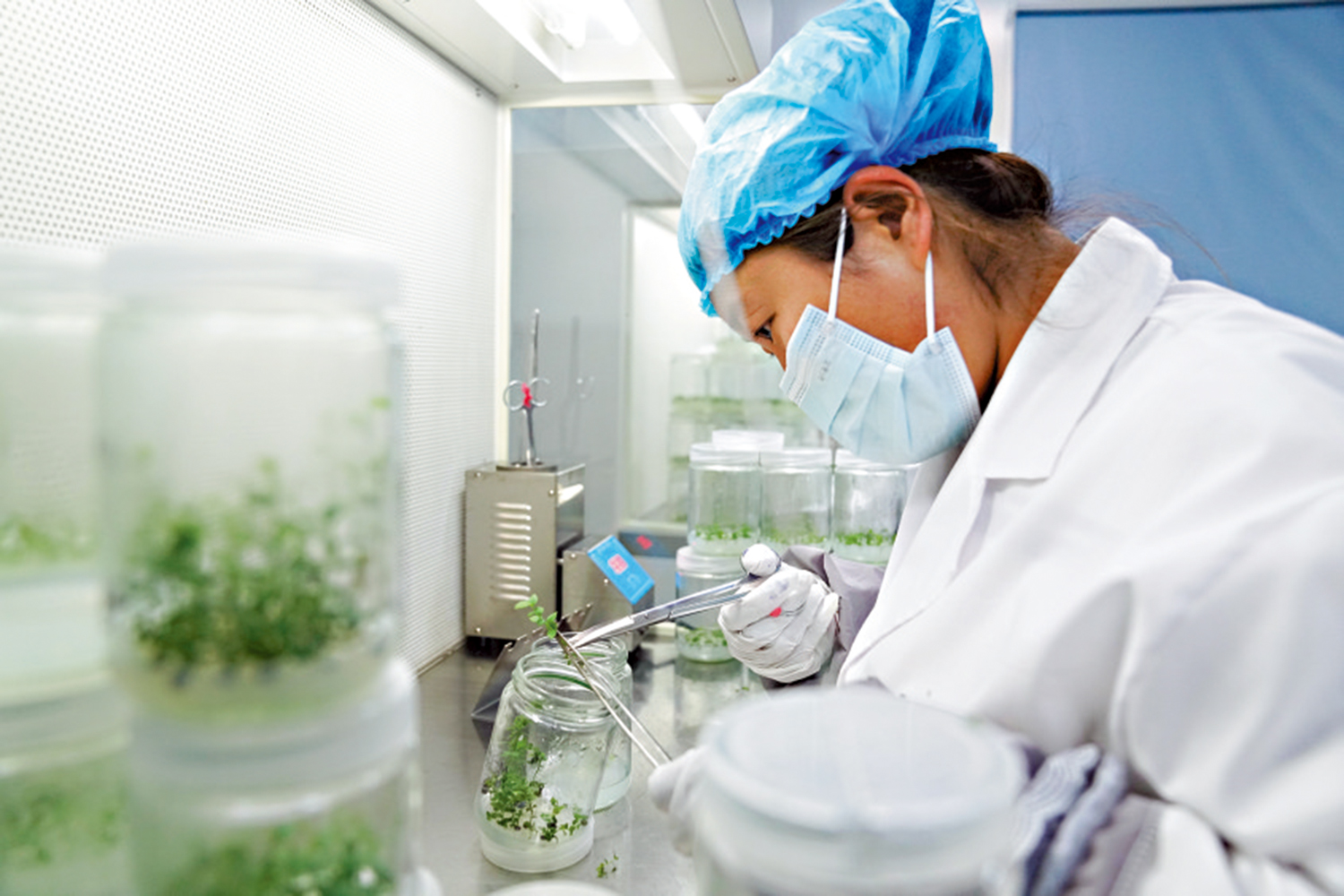 　　圖：在雲南省石林縣，某生物育種團隊在藍莓組培室內進行育種工作。\中新社