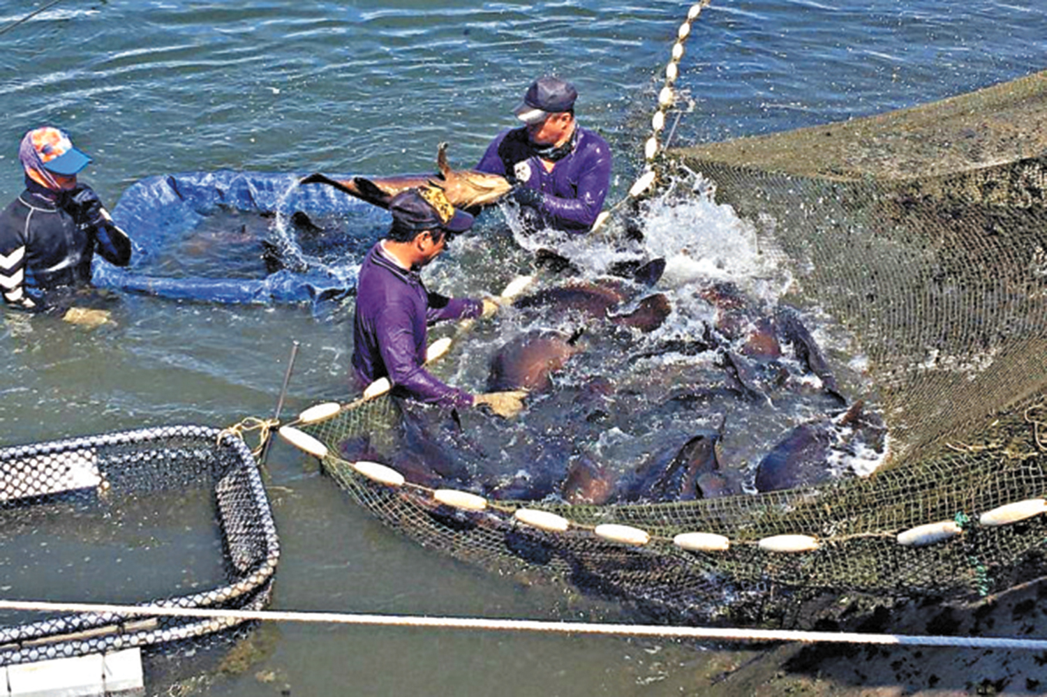 　　圖：大陸是台灣漁農產品主要外銷市場。圖為台灣漁民養殖石斑魚。\資料圖片