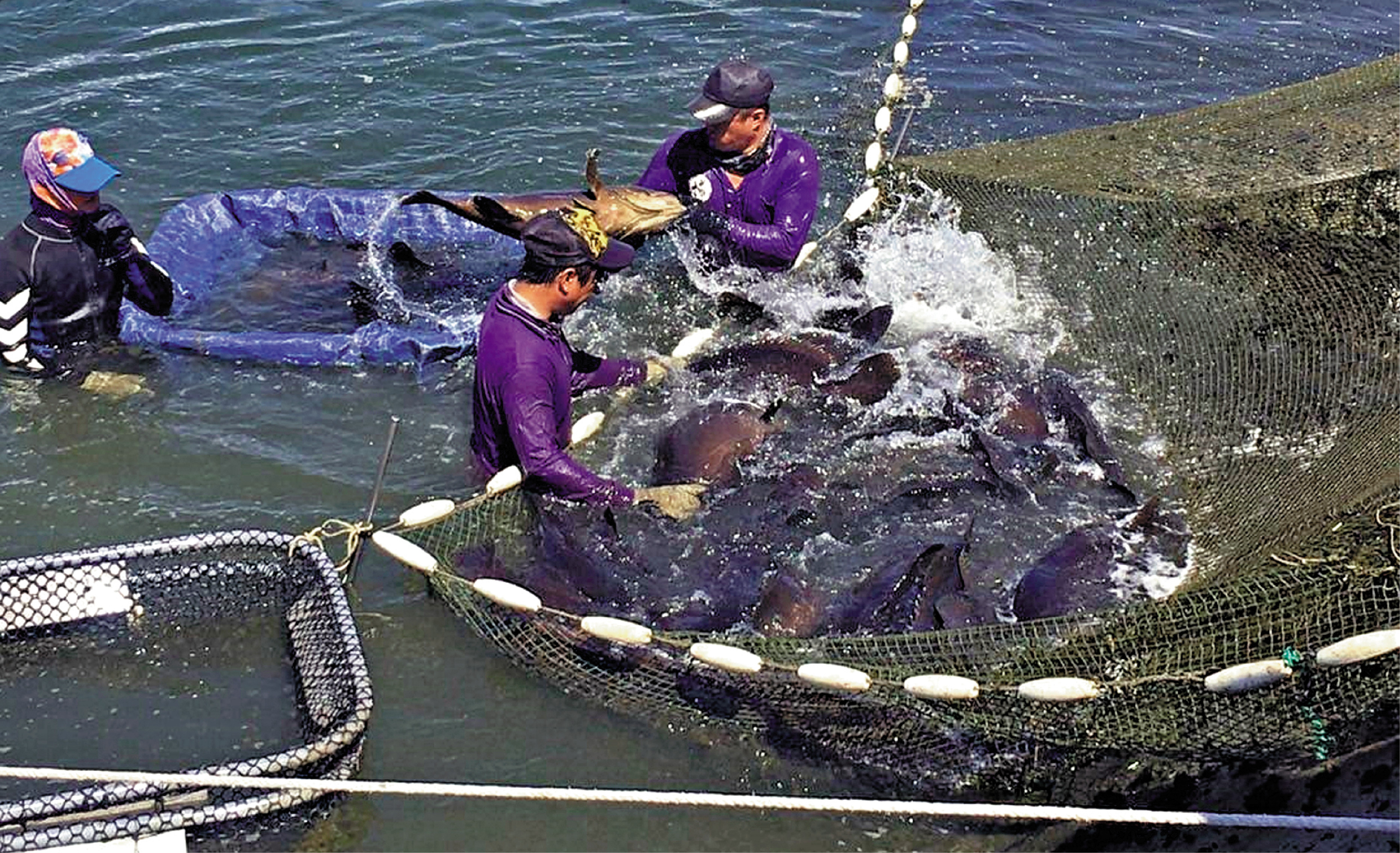 　　圖：賴清德當局消極對待大陸最近頒布的惠及台灣漁農業、旅遊業等多個業界的措施，引發台灣社會不滿。圖為台灣漁民在魚塘工作。\資料圖片