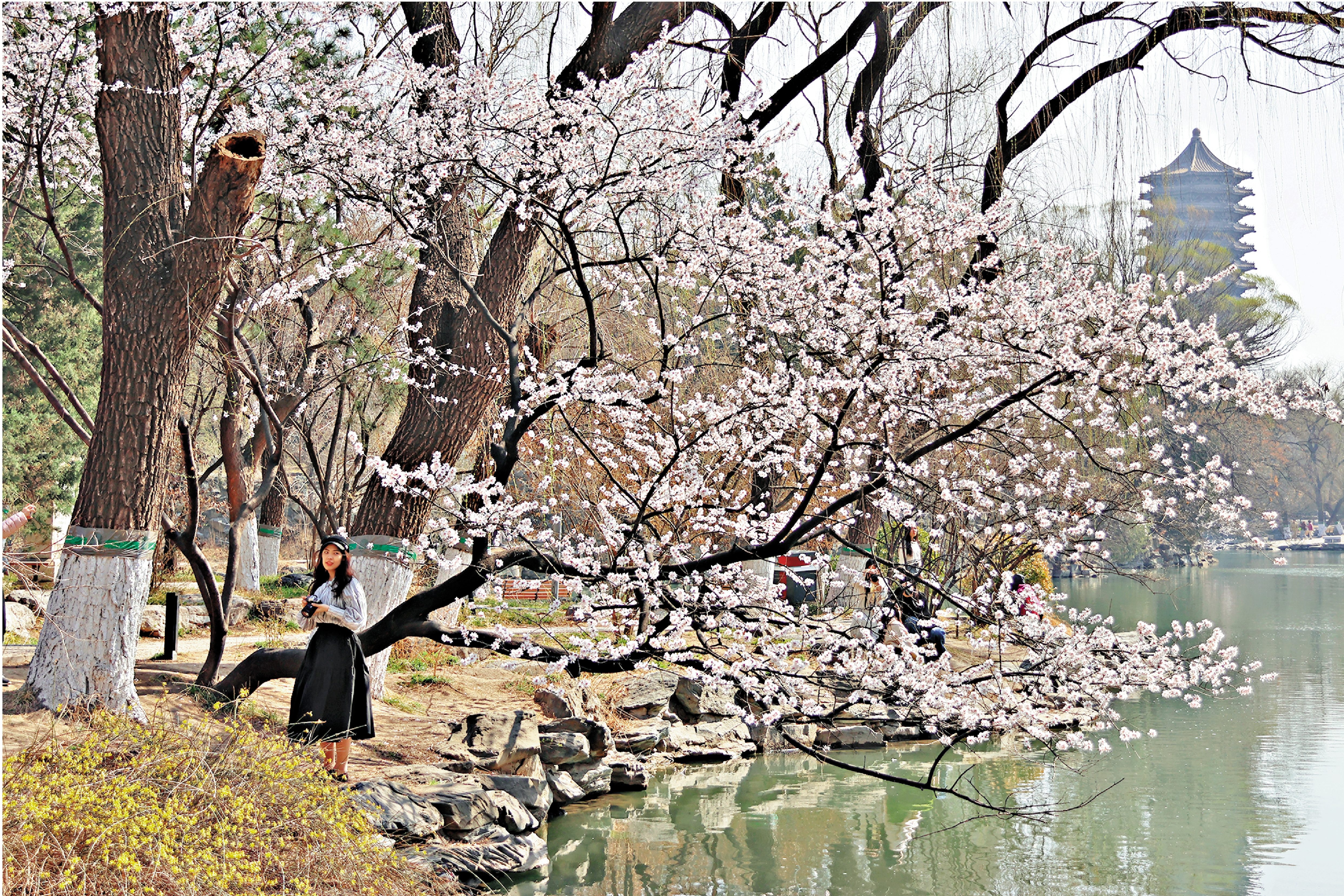 　　圖：北京大學未名湖春景。\資料圖片